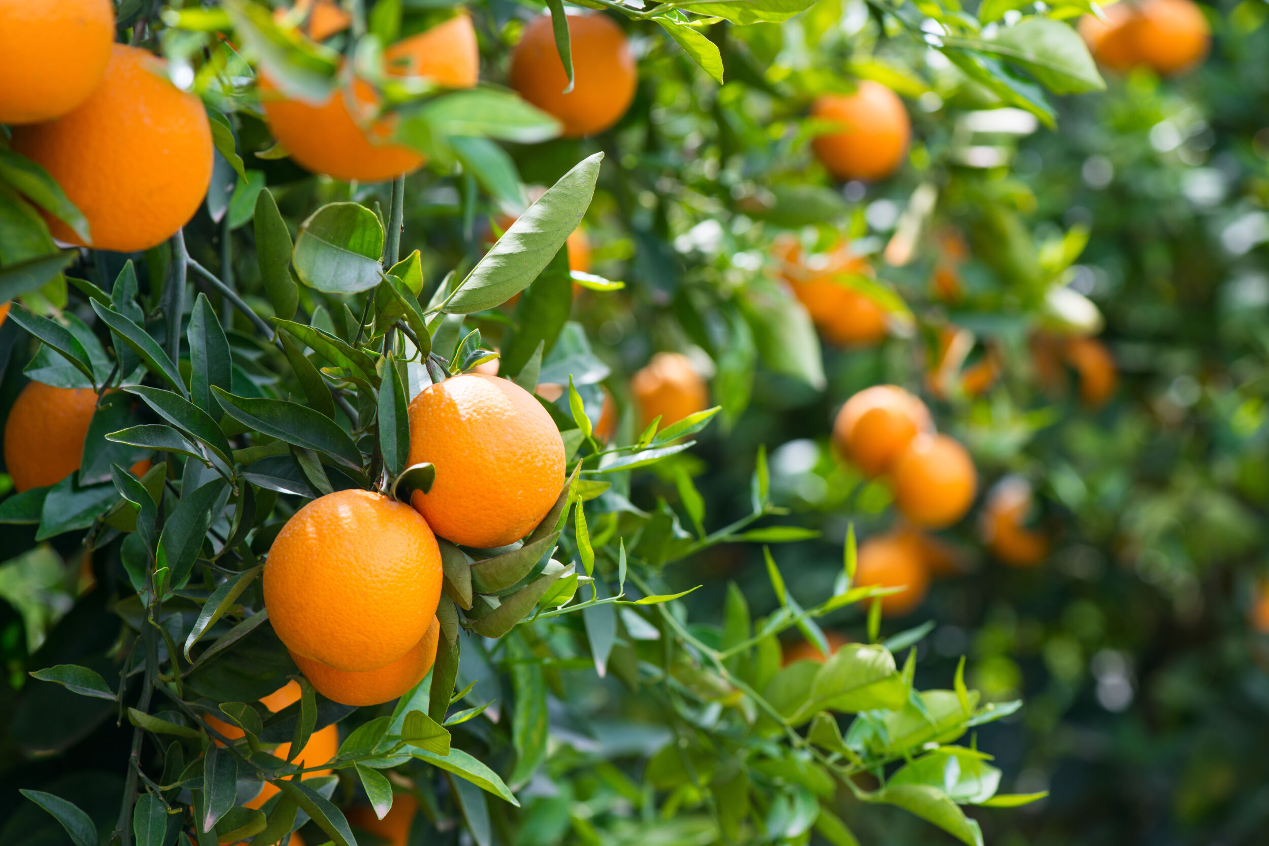 My Clémentine from Aphôrismes by Dominique Ropion: A Monument to Citrus