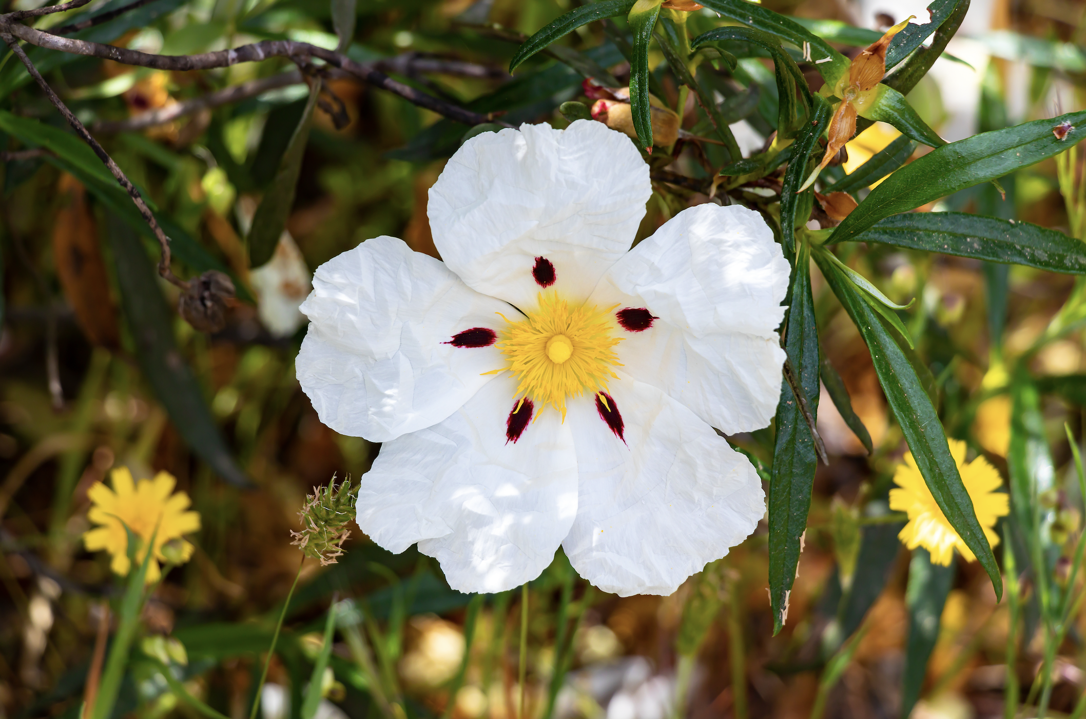 Boundless Vanilla: Vanille Supermassive by Les Eaux Primordiales