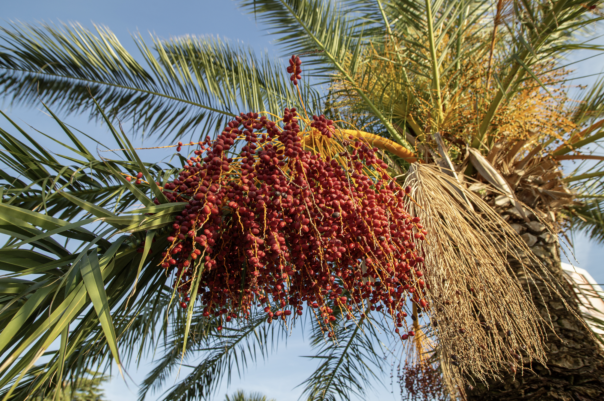Oasis Saba от Reine de Saba: летняя амбра