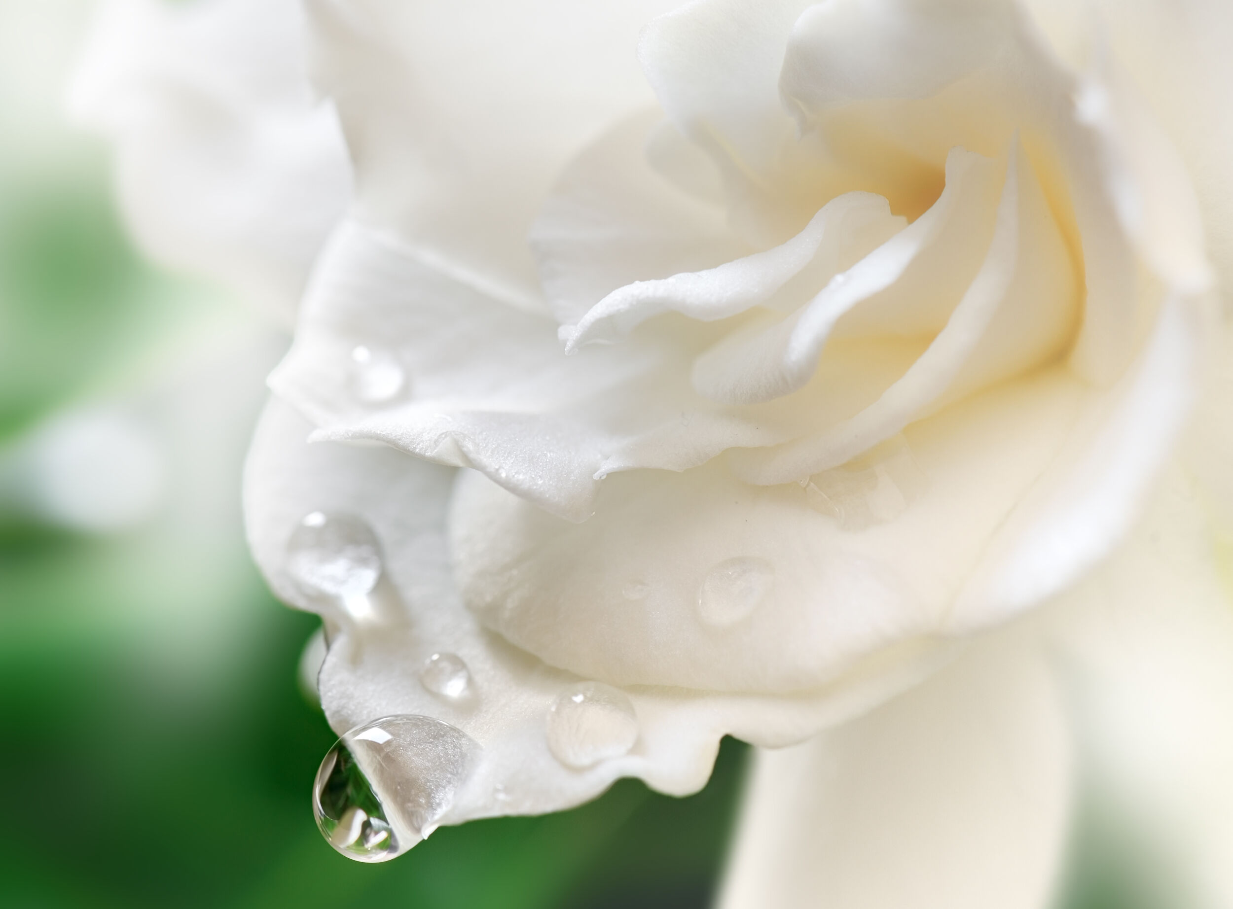 155 ЛЕТ «PENHALIGON’S»: GLORIOUS GLEE OF «GARDENIA»