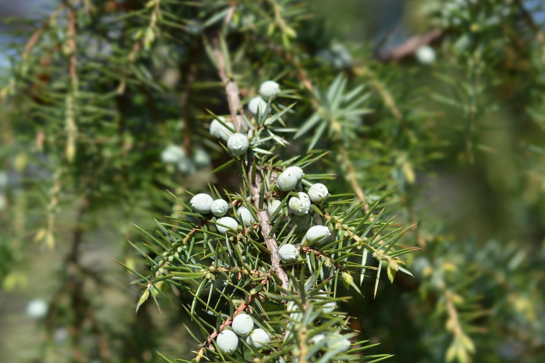 Juniper branches
