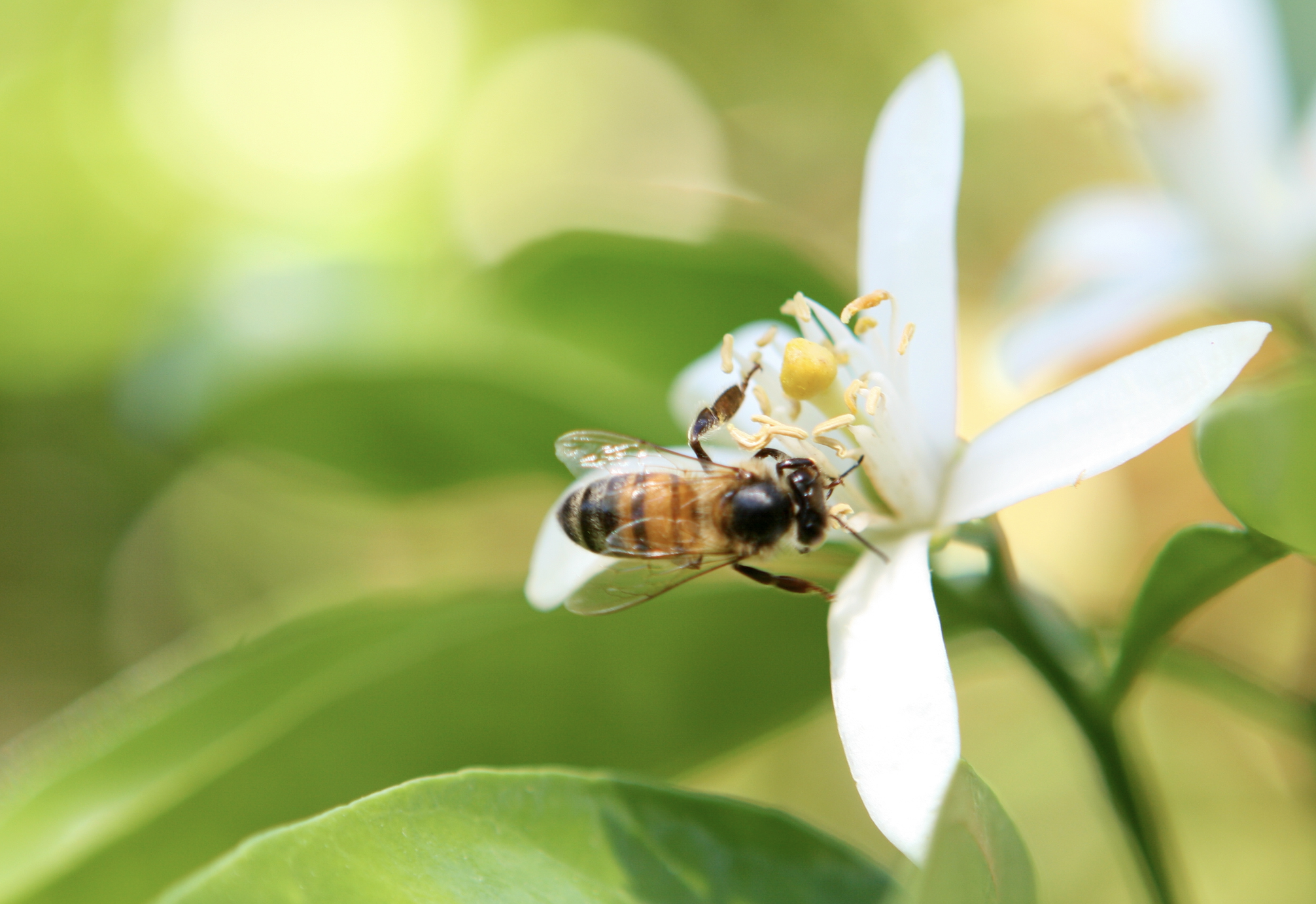 Holy Neroli от Montale: ничего святого