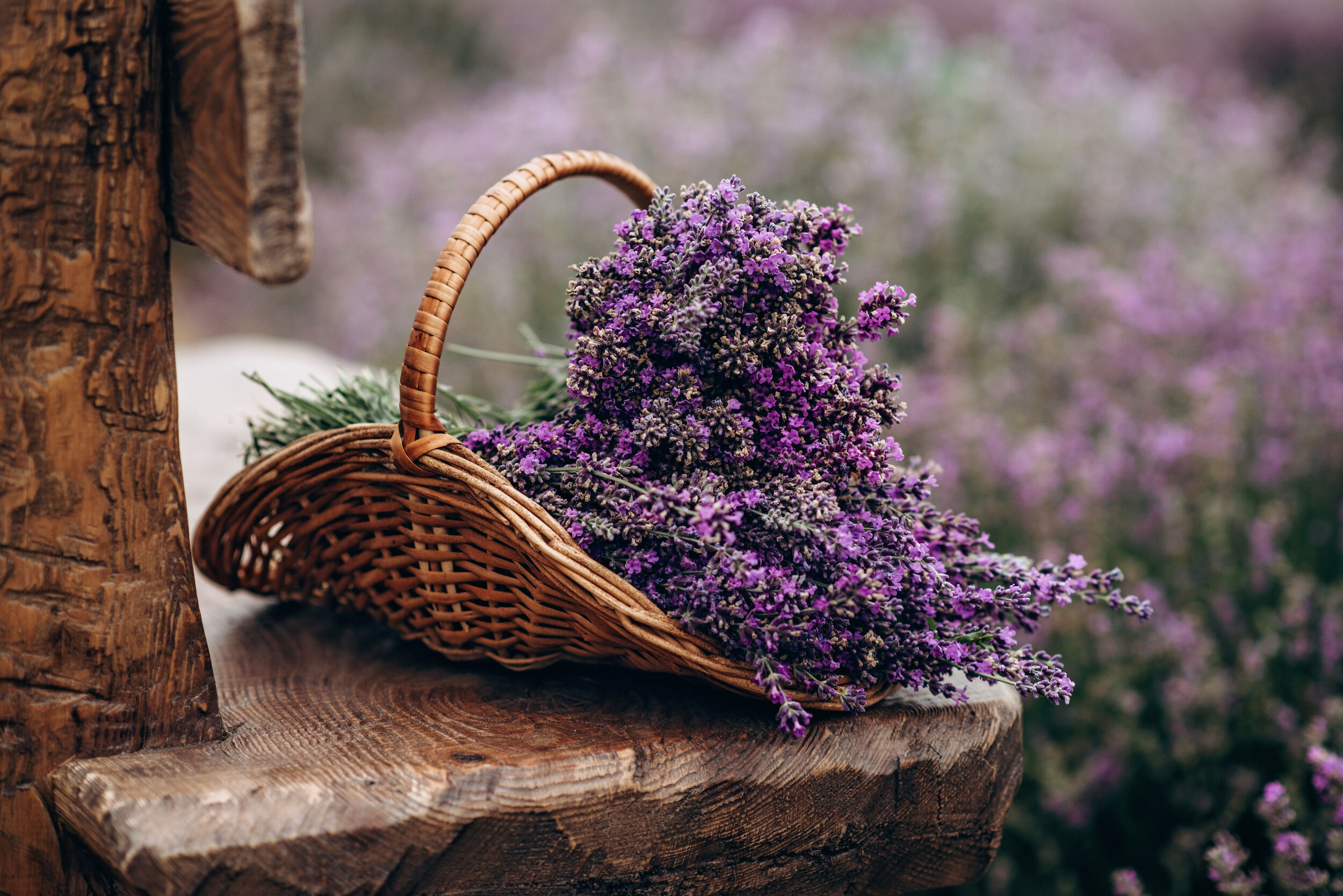 A basket of lavender flowers