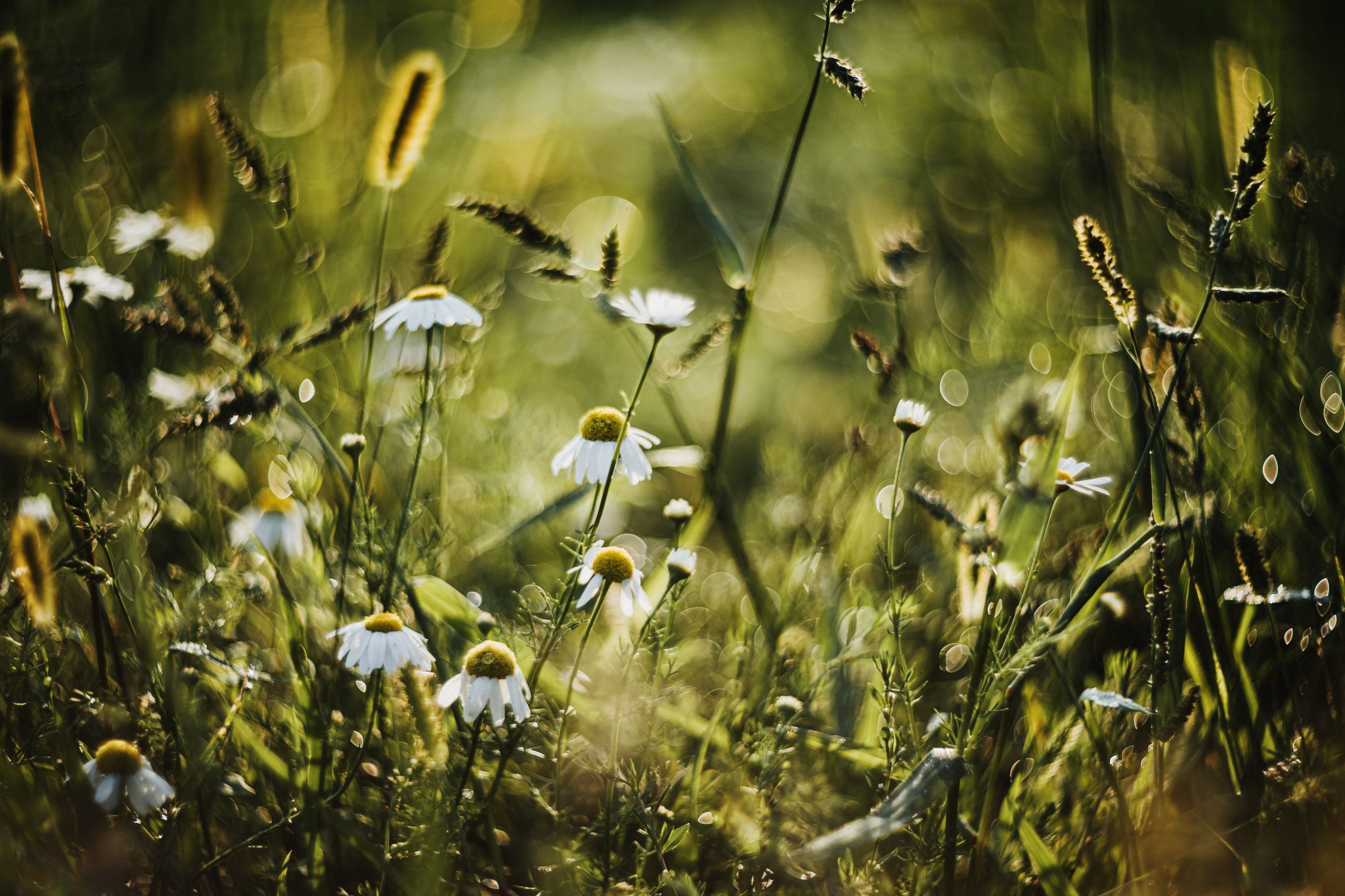 Exploring Scents Of Russia: Chamomile ~ Fragrances And Cultures