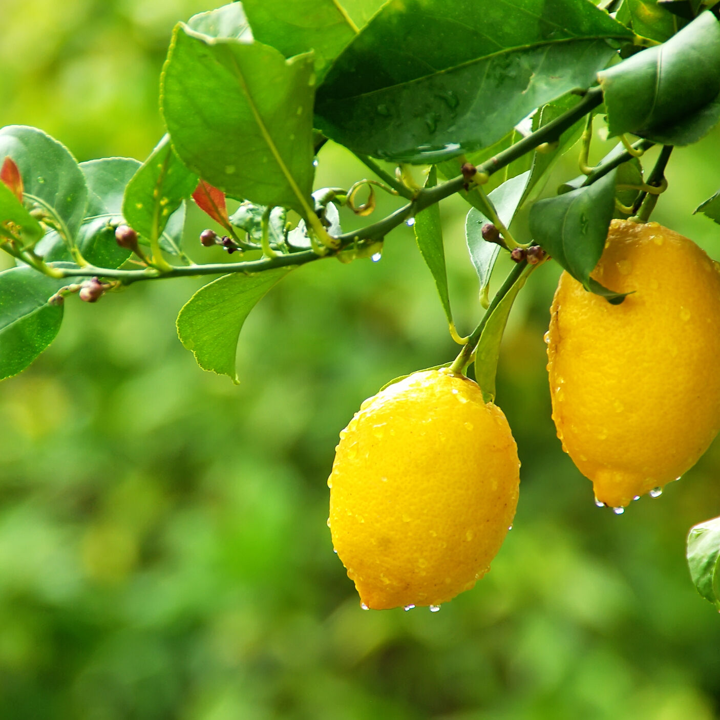 lemons on branche
