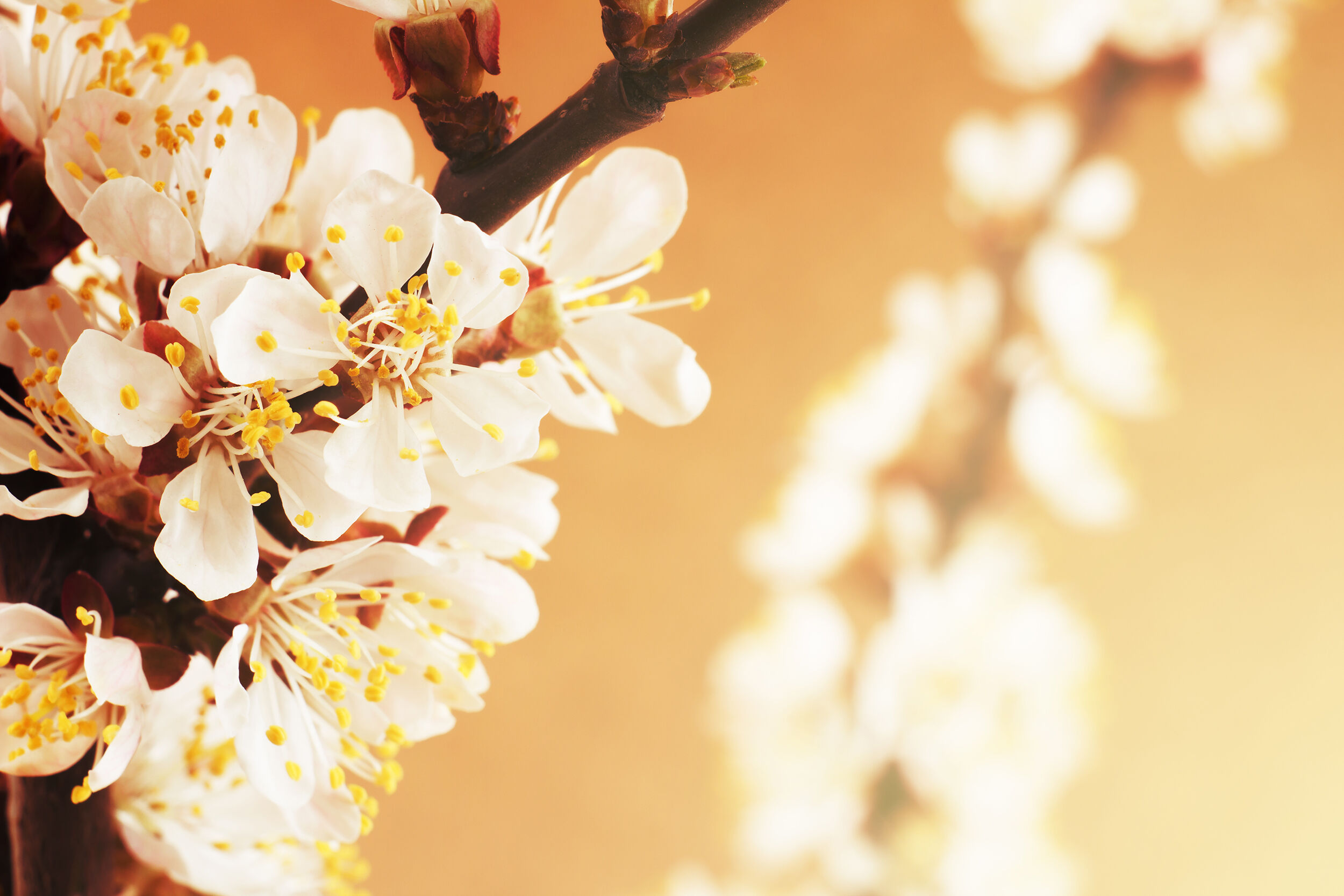 apricot flowers