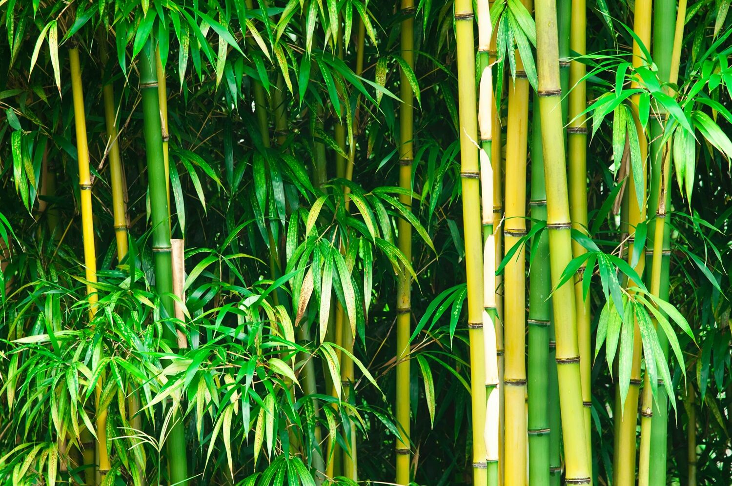 Bamboo