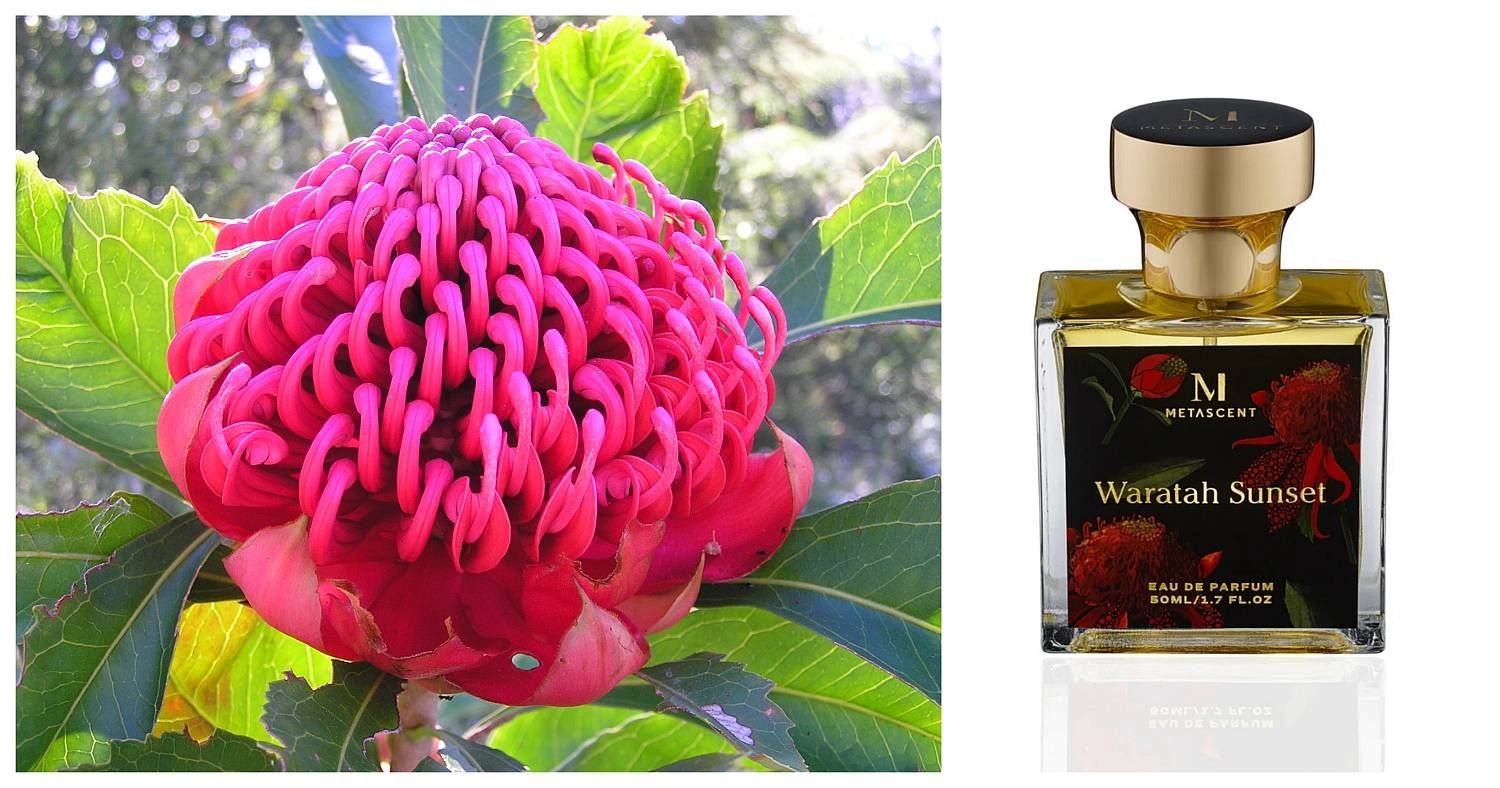 Waratah Sunset Metascent