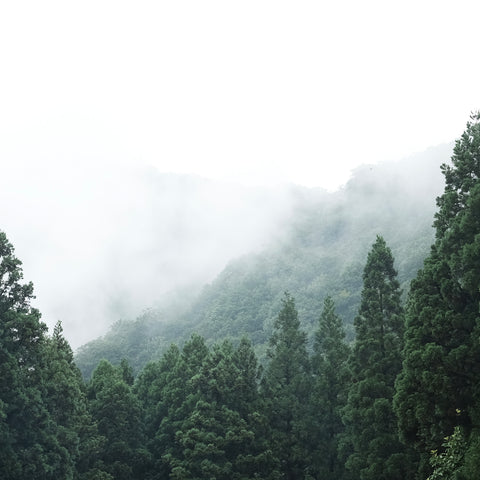 Фото для композиции Far Afield