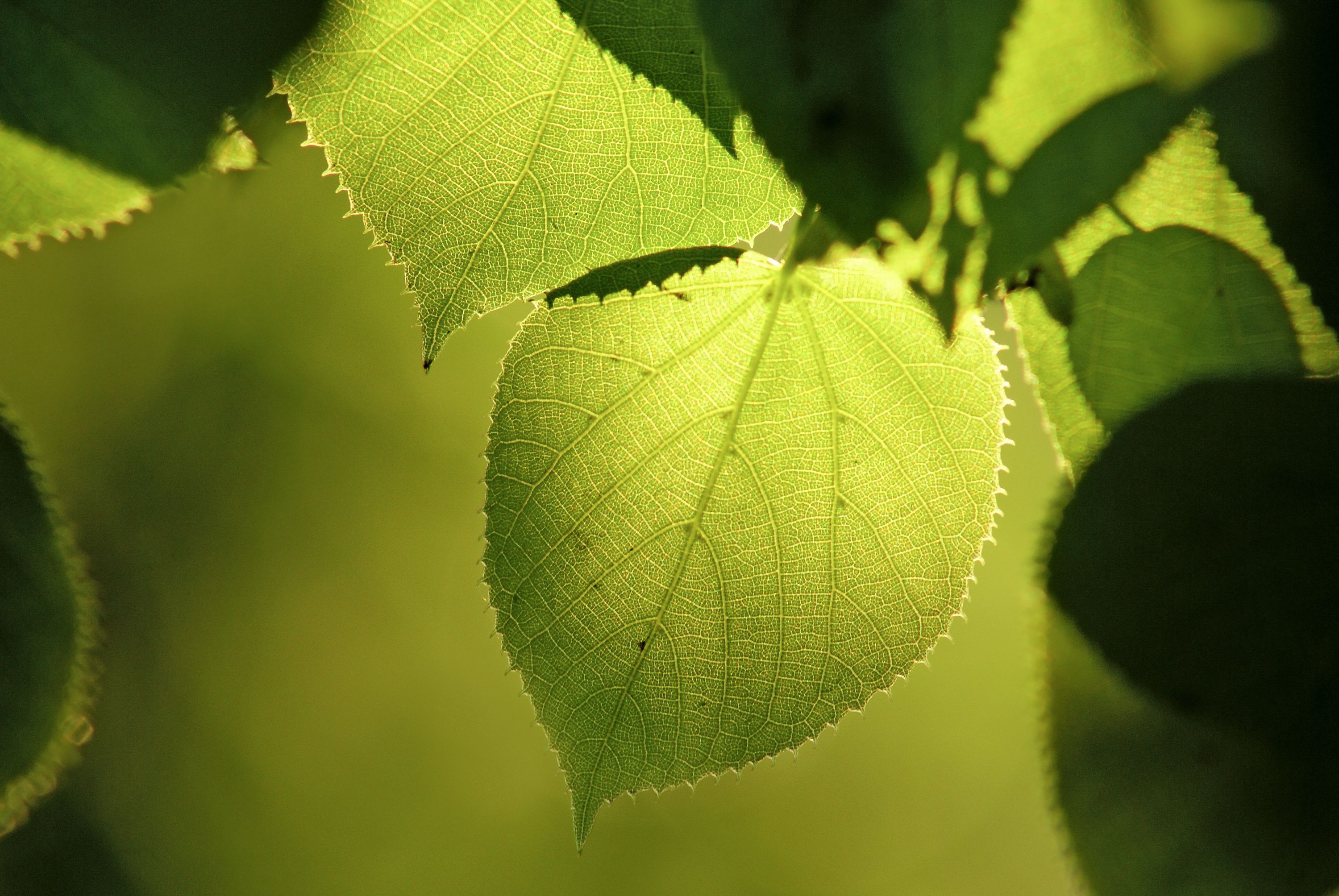 Eternal Summer: Tilia by Marc-Antoine Barrois 