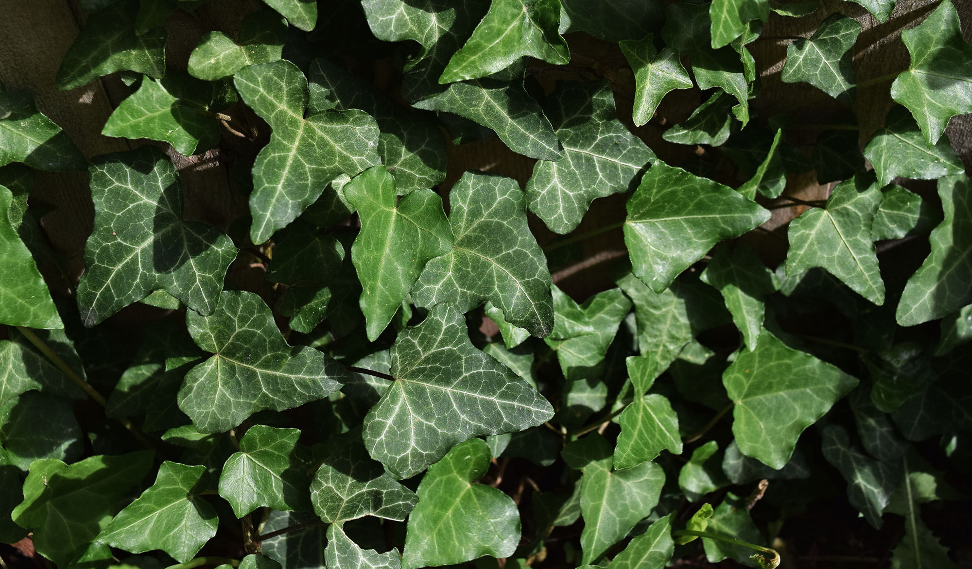 Ivy leaves.