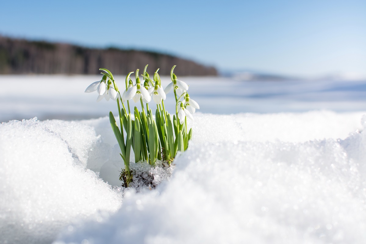 ice and white flowers peeking from it