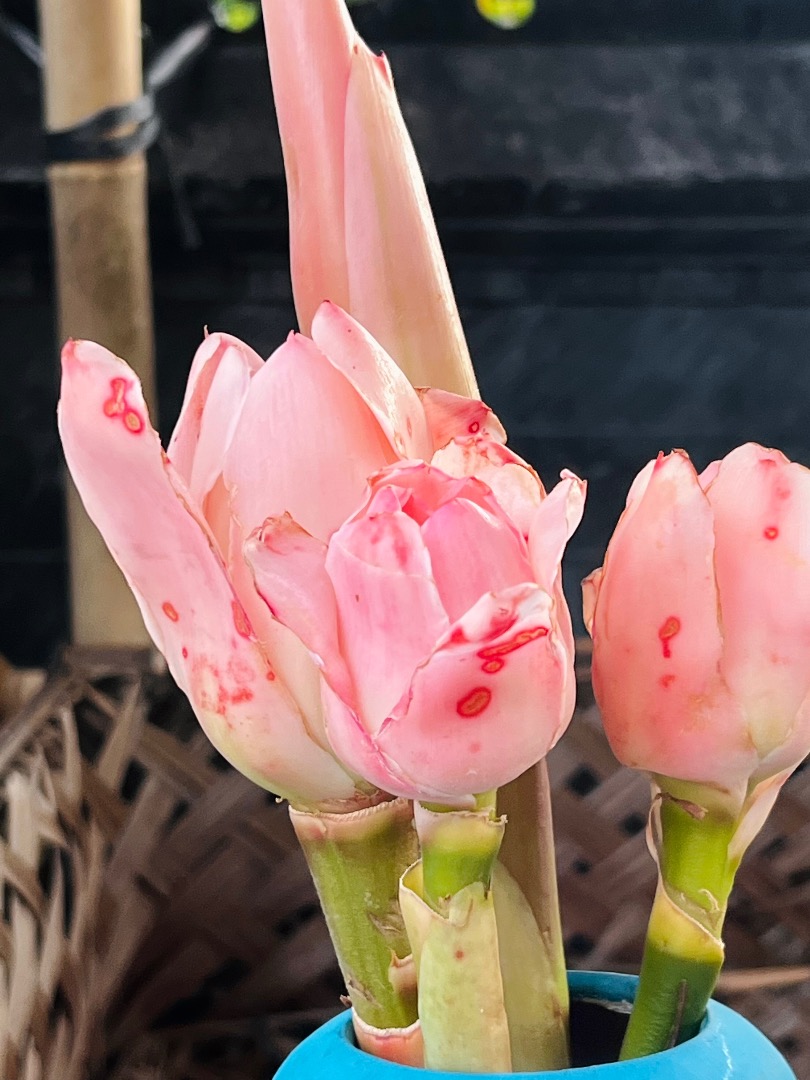 Цветок-специя Kecombrang