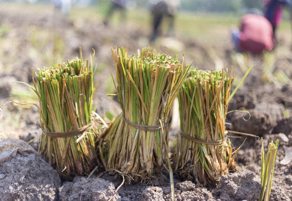 Индонезийский ветивер
