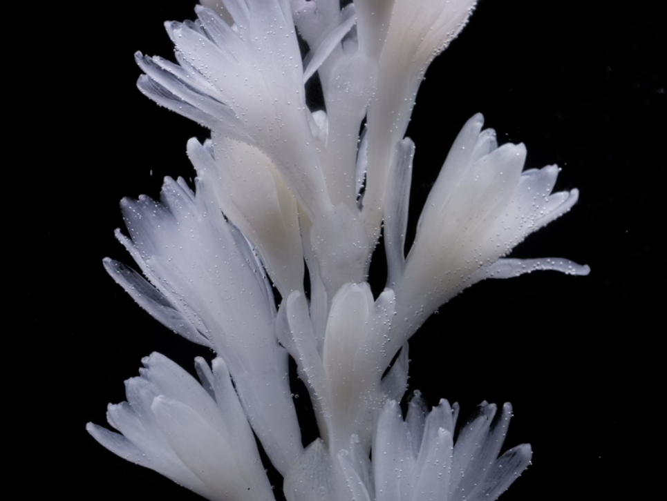 Tubereuse Astrale by Maison Crivelli ad image