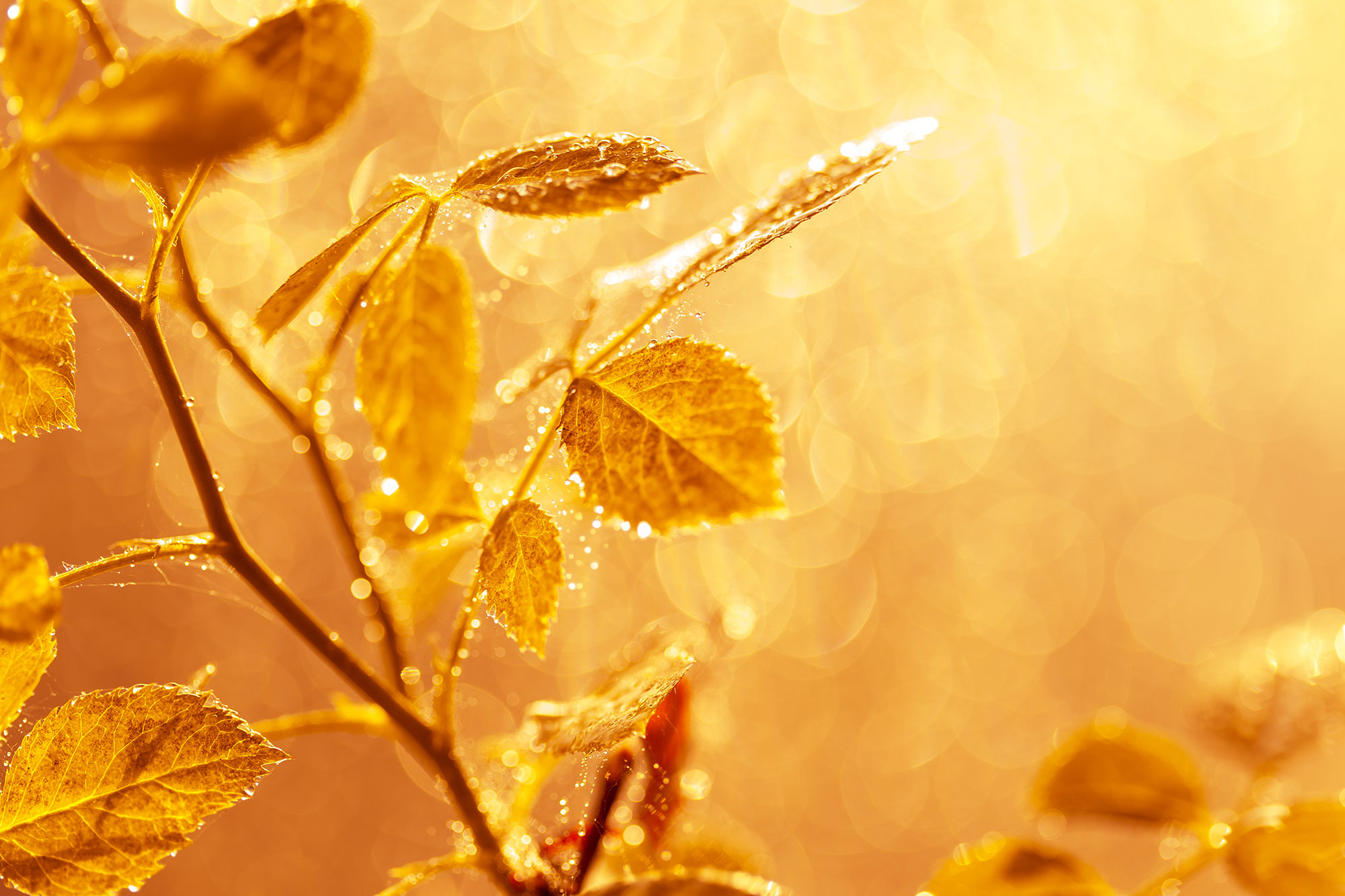September: Transparent Autumn ~ Columns