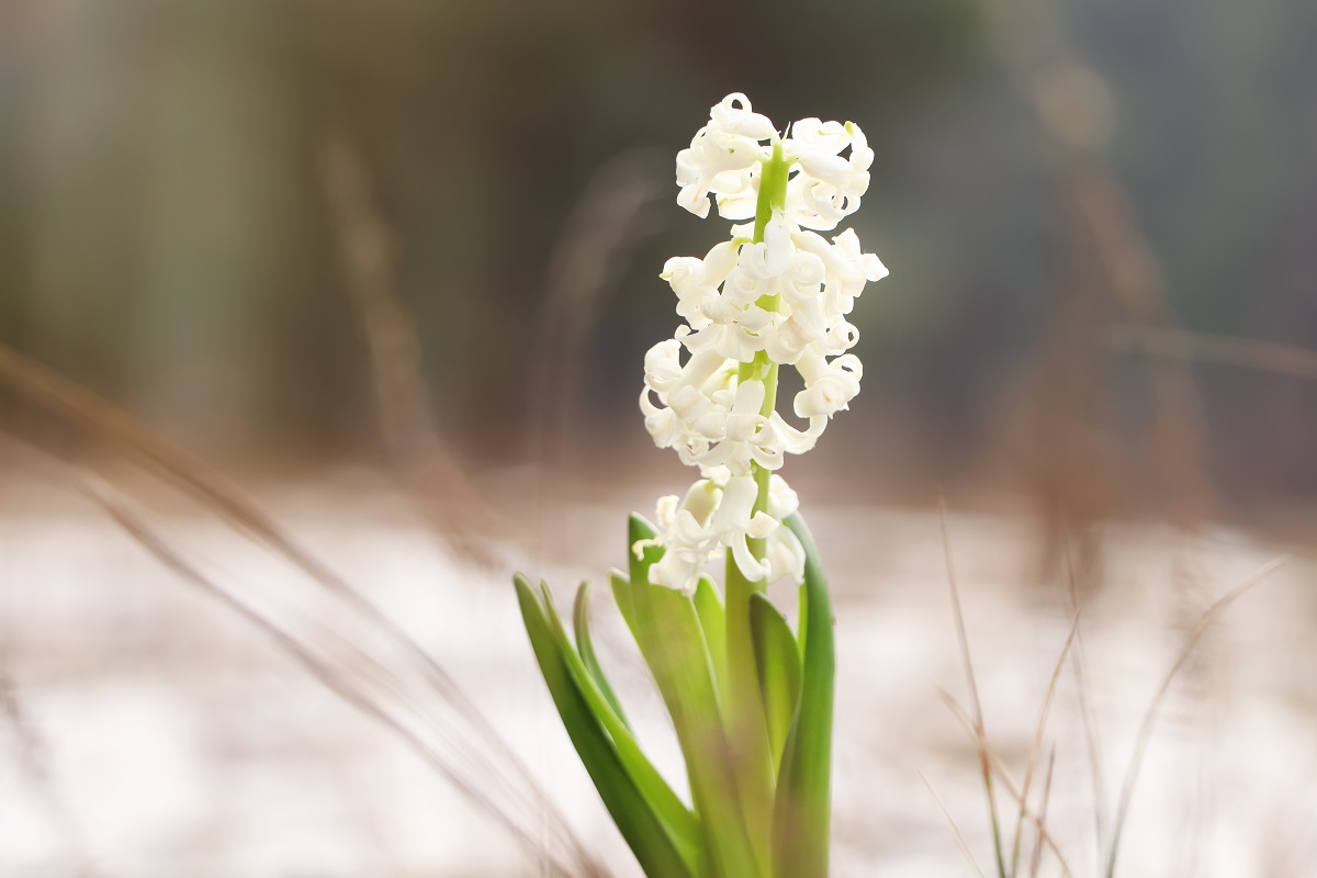 Jo Malone London: The Return of Vintage Gardenia ~ Fragrance Reviews