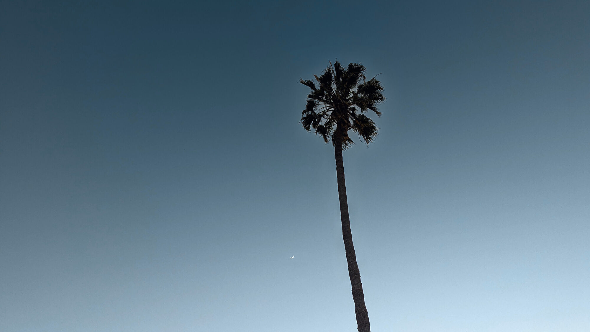 Palm tree and moon over Los Angeles.