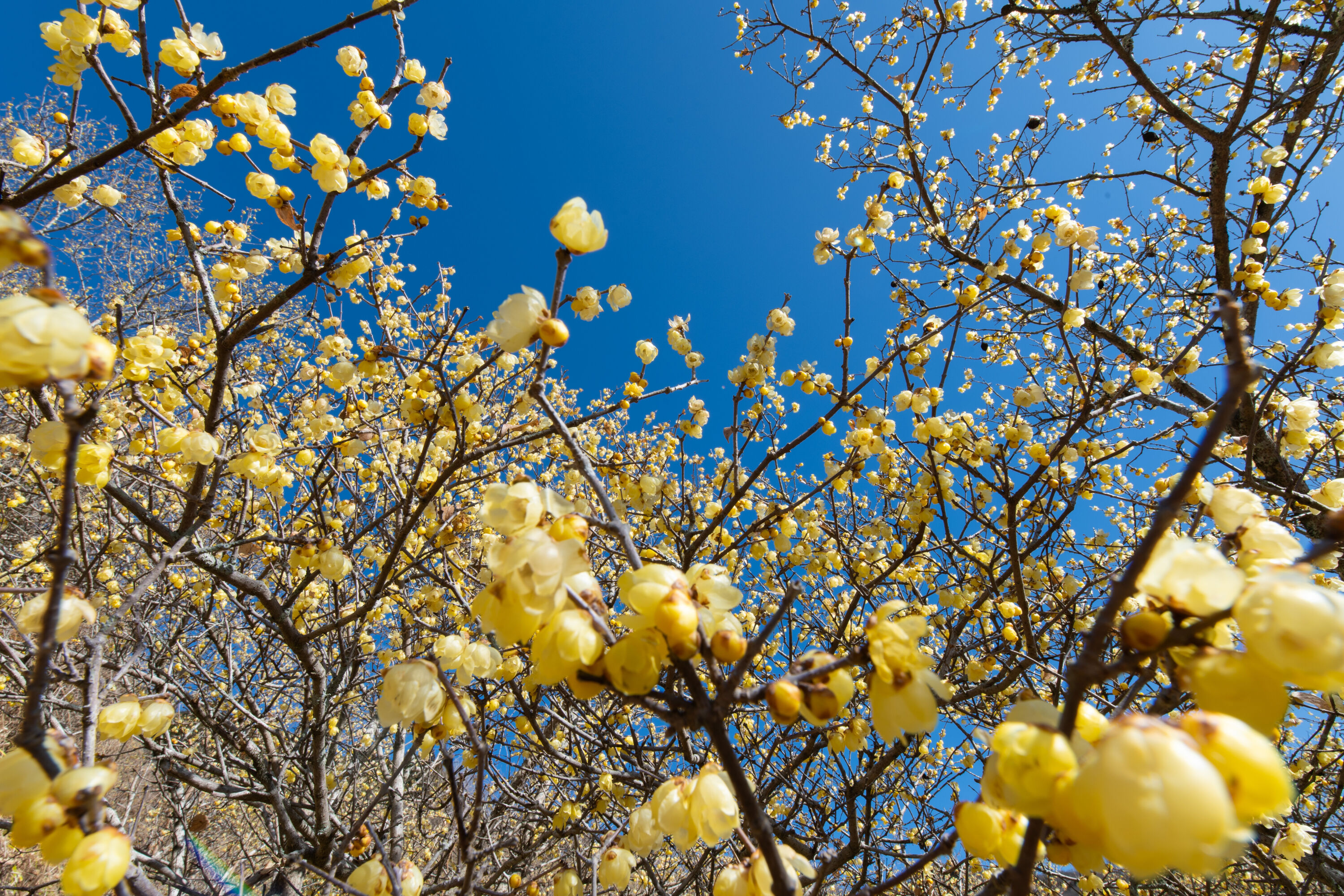 Wintersweet 腊梅 Aynoir 安喏 for women and men perfume
