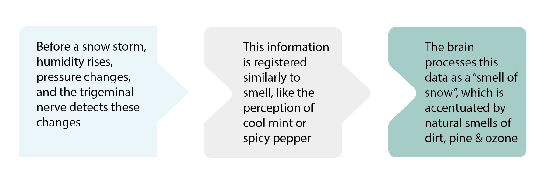 Schéma o našem čichu, sněhu a trojklanném nervu
