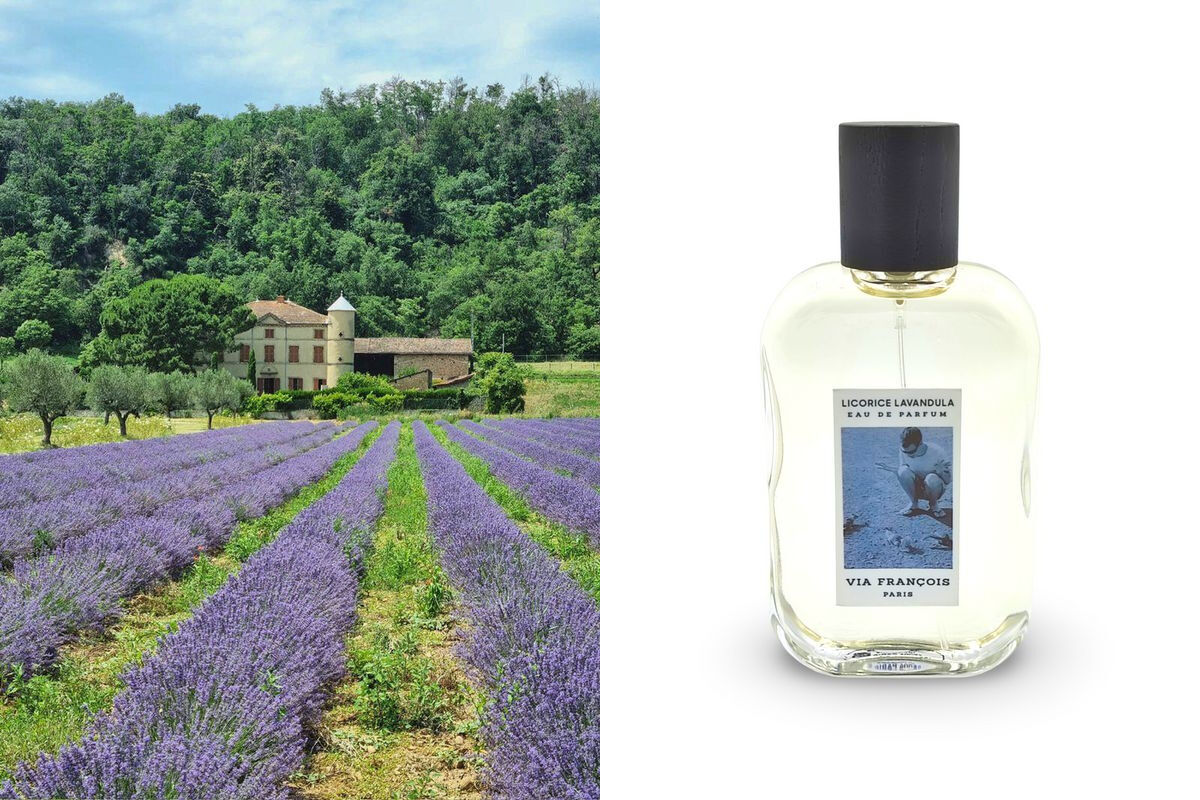 Licorice Lavandula Via François