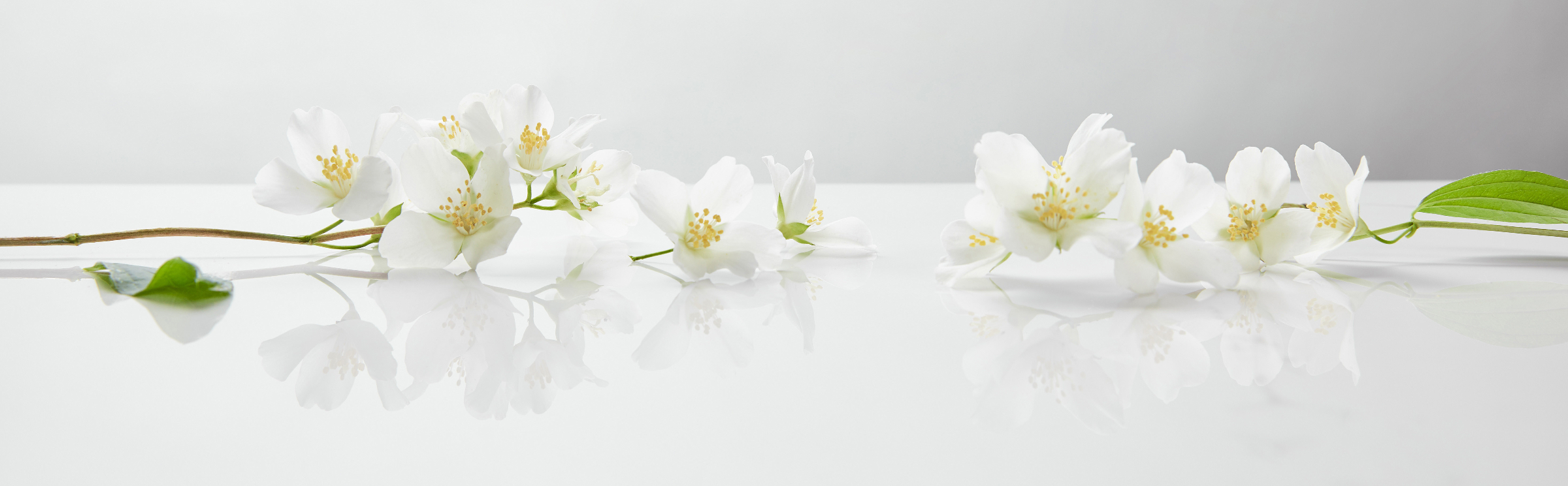 Orange blossom