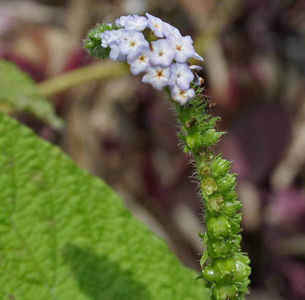 heliotropium indicum