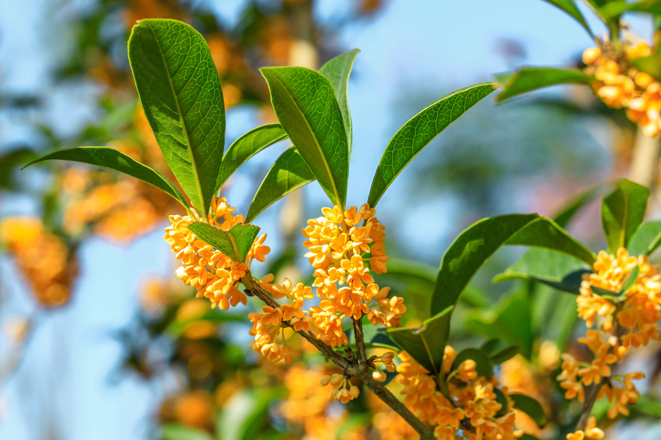 Osmanthus flower