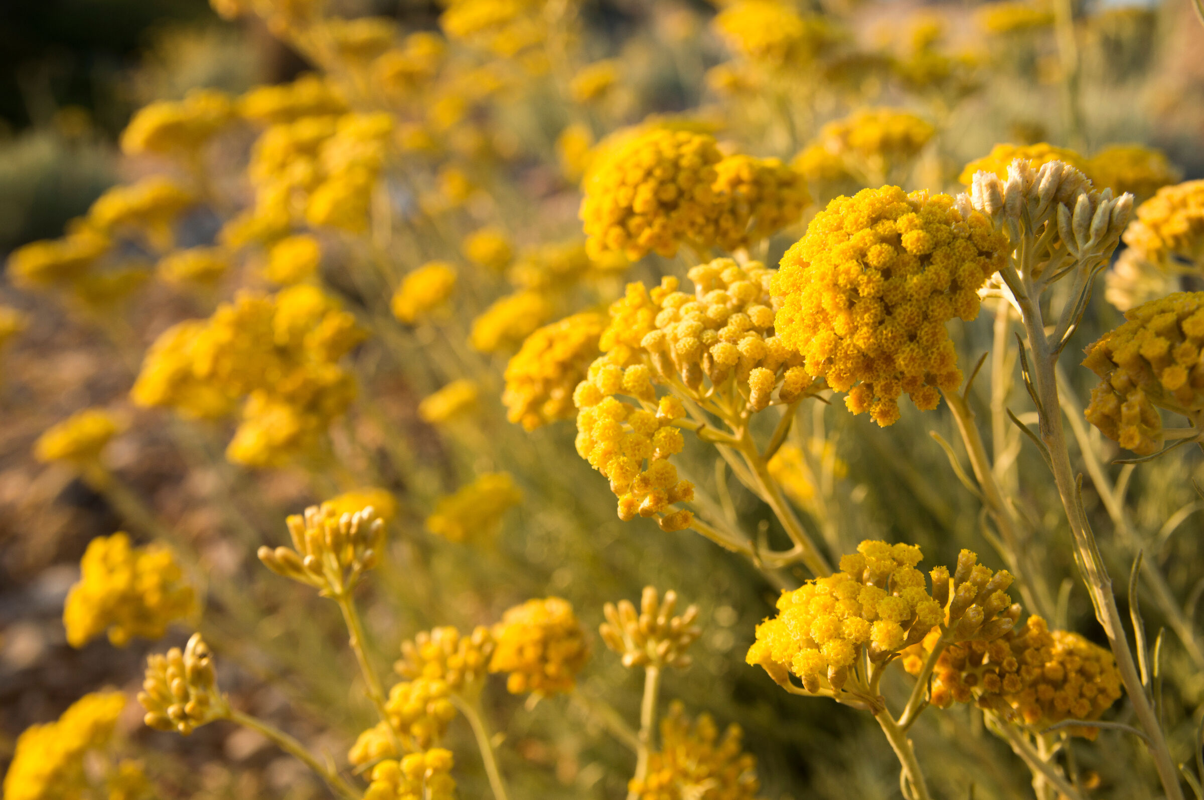 Immortelle bush