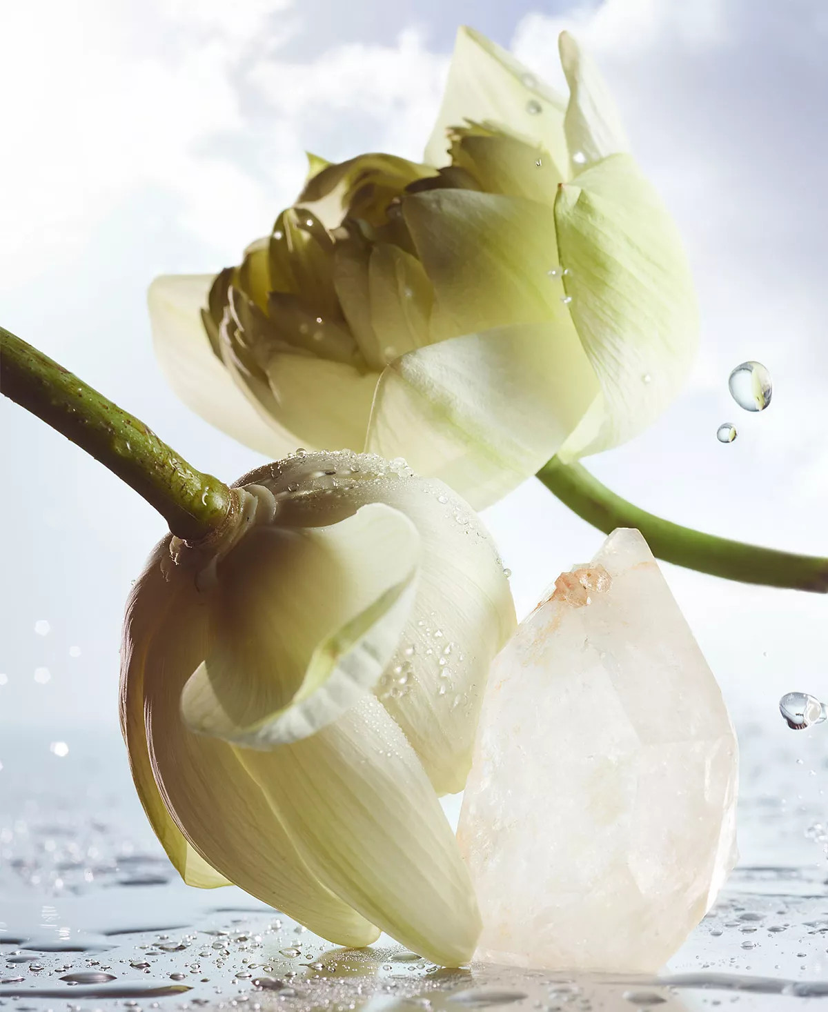white water blossoms 