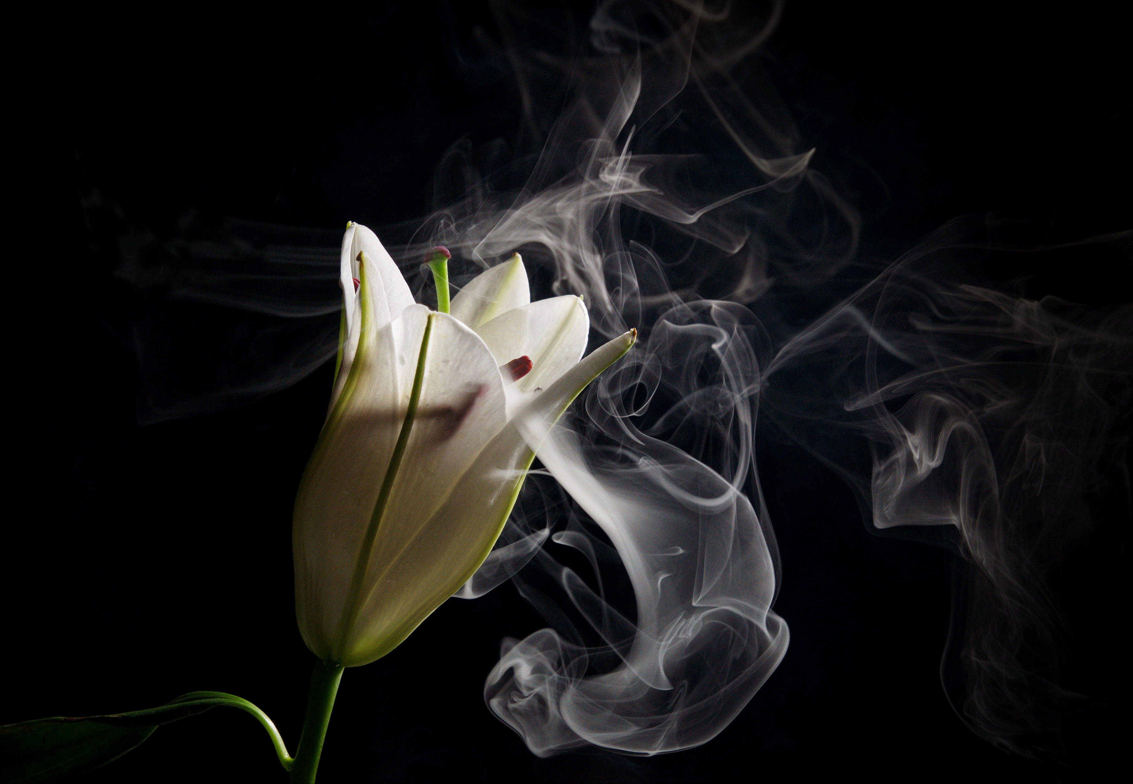 white lily and smoke rising