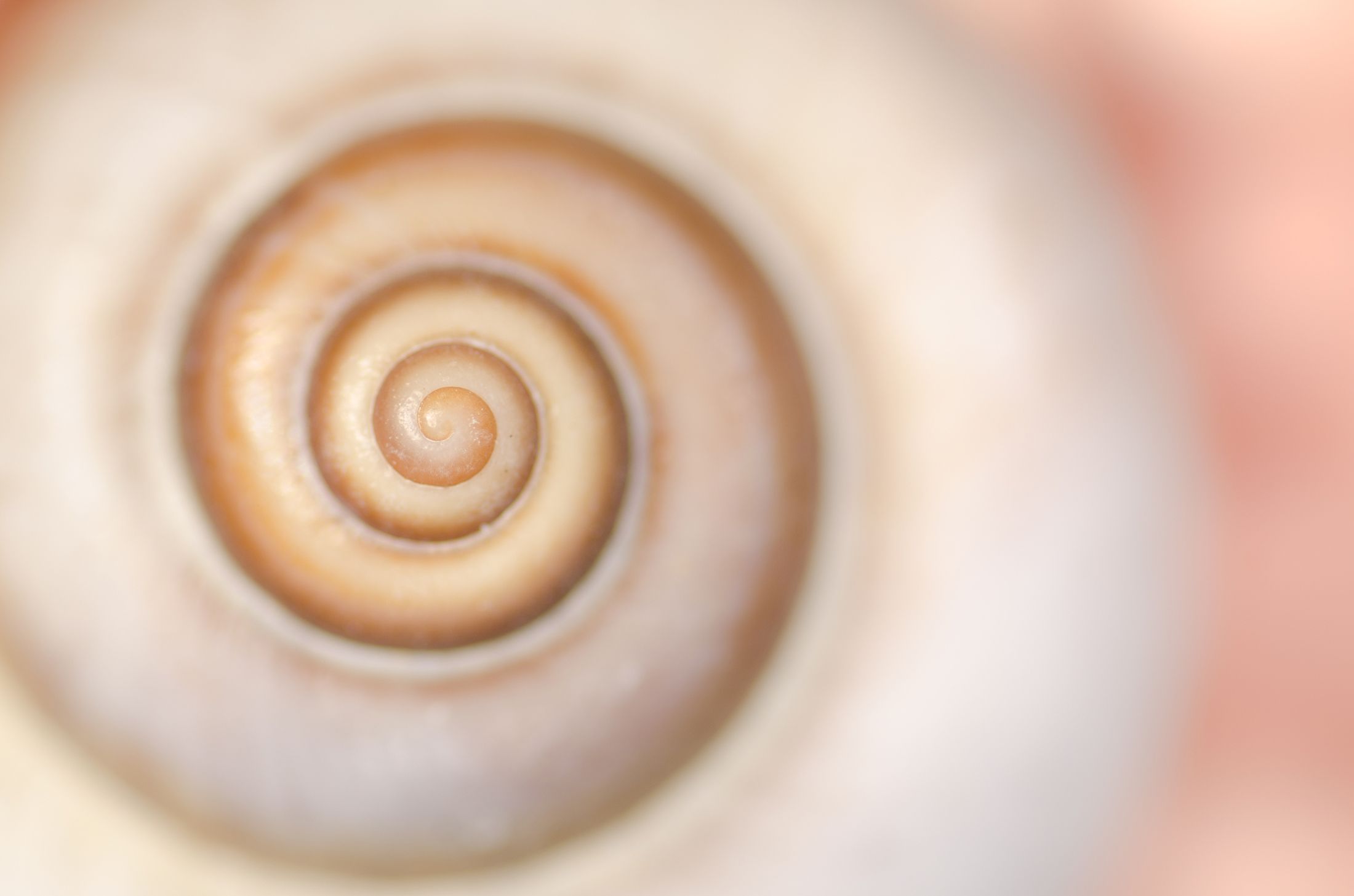 Snail shell. Snail shell