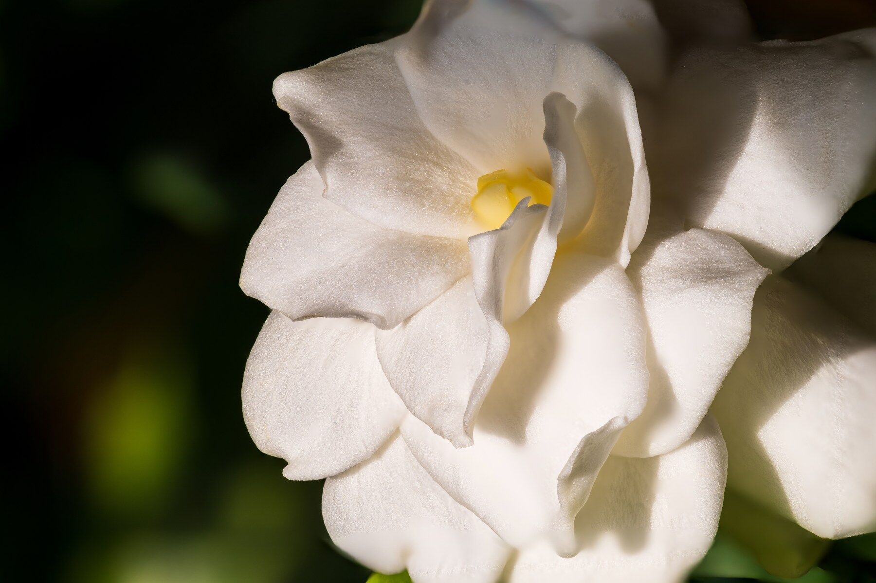 A gardenia bloom on a dark background