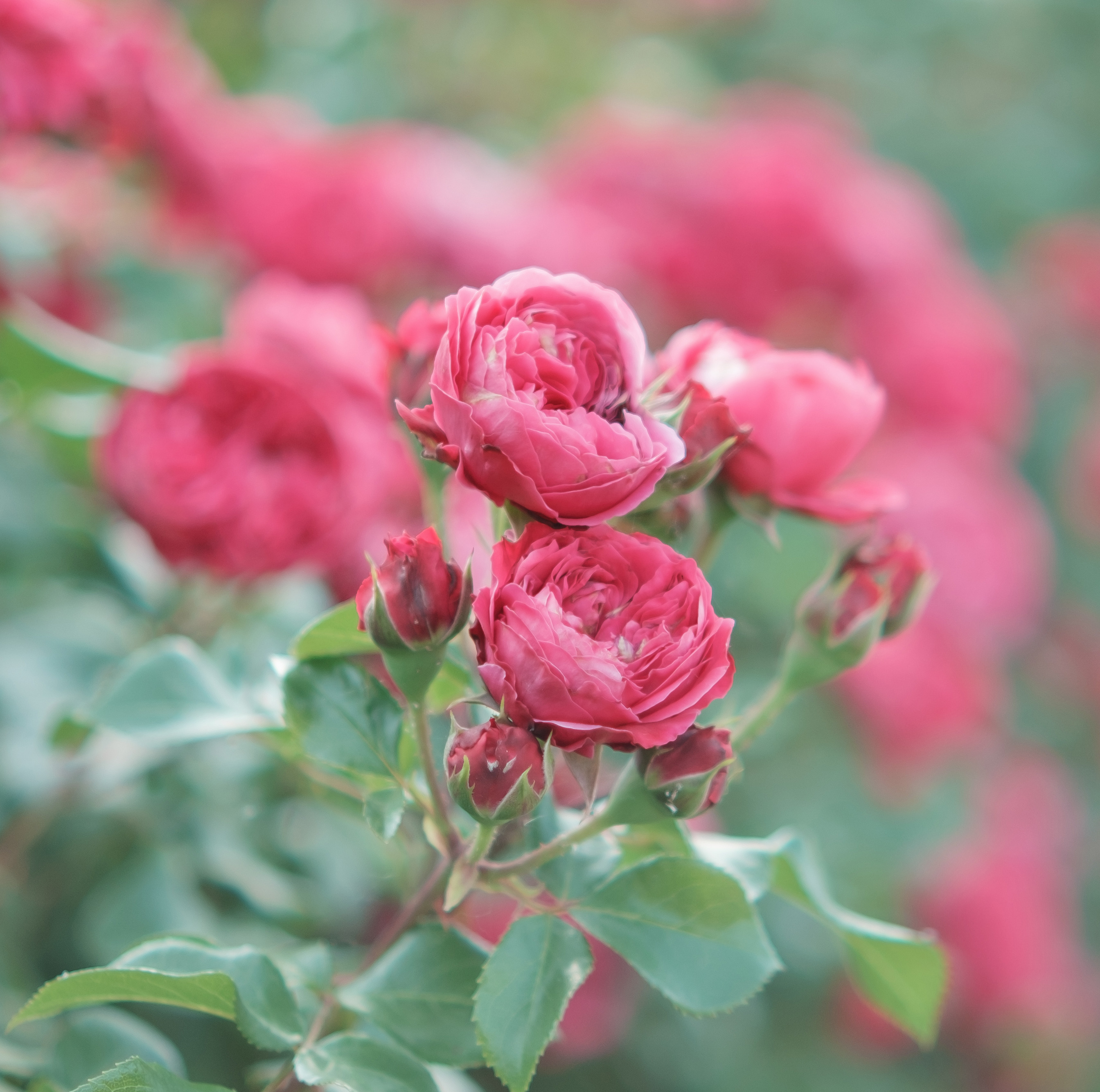 ここ数年で最高のローズ香水