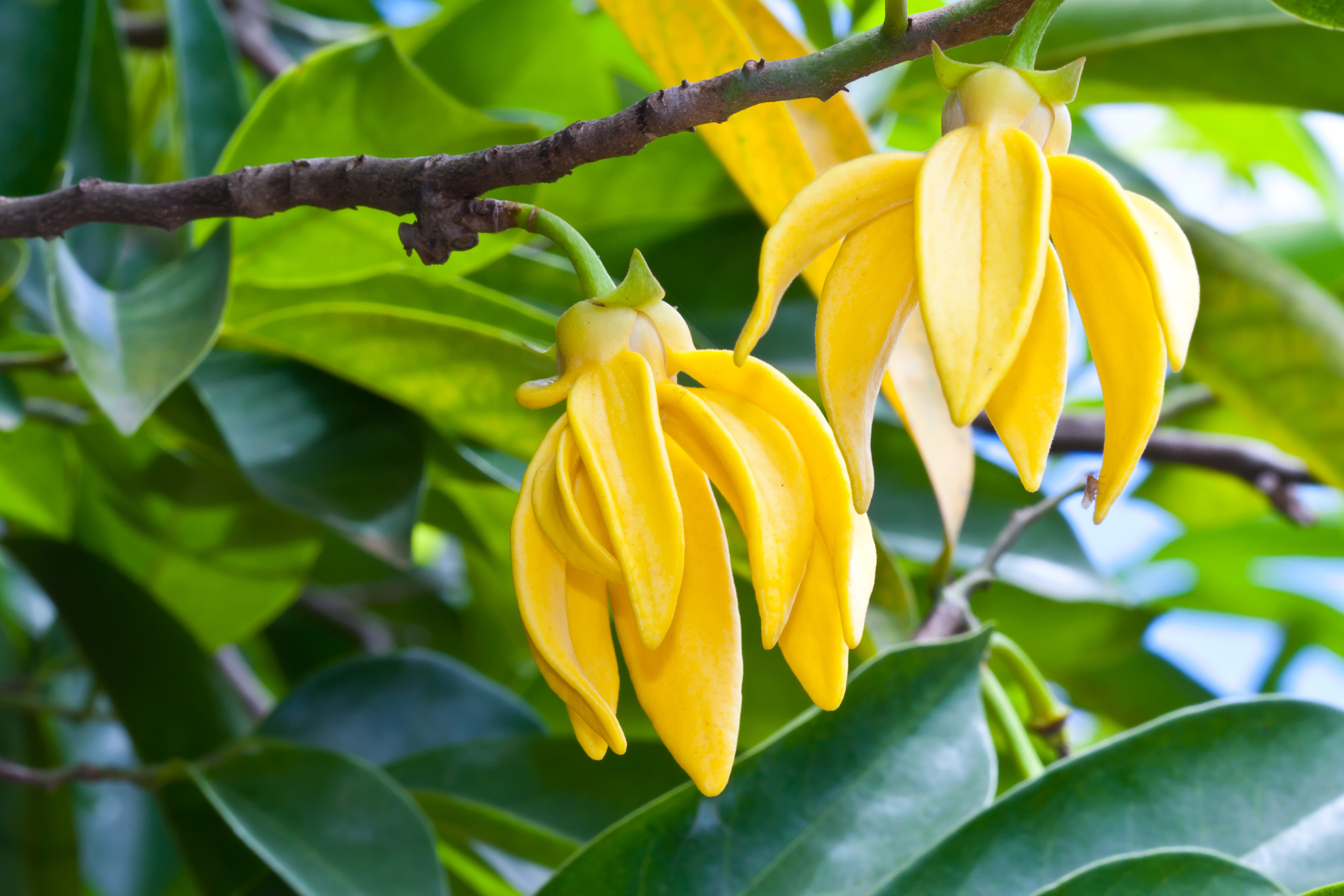 ylang ylang flower