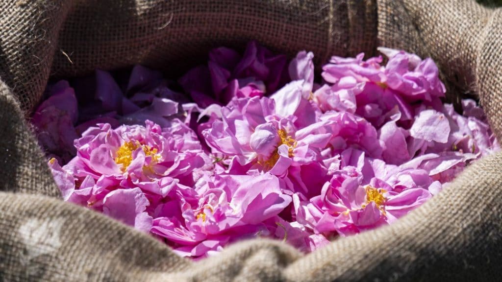 May rose Lancome