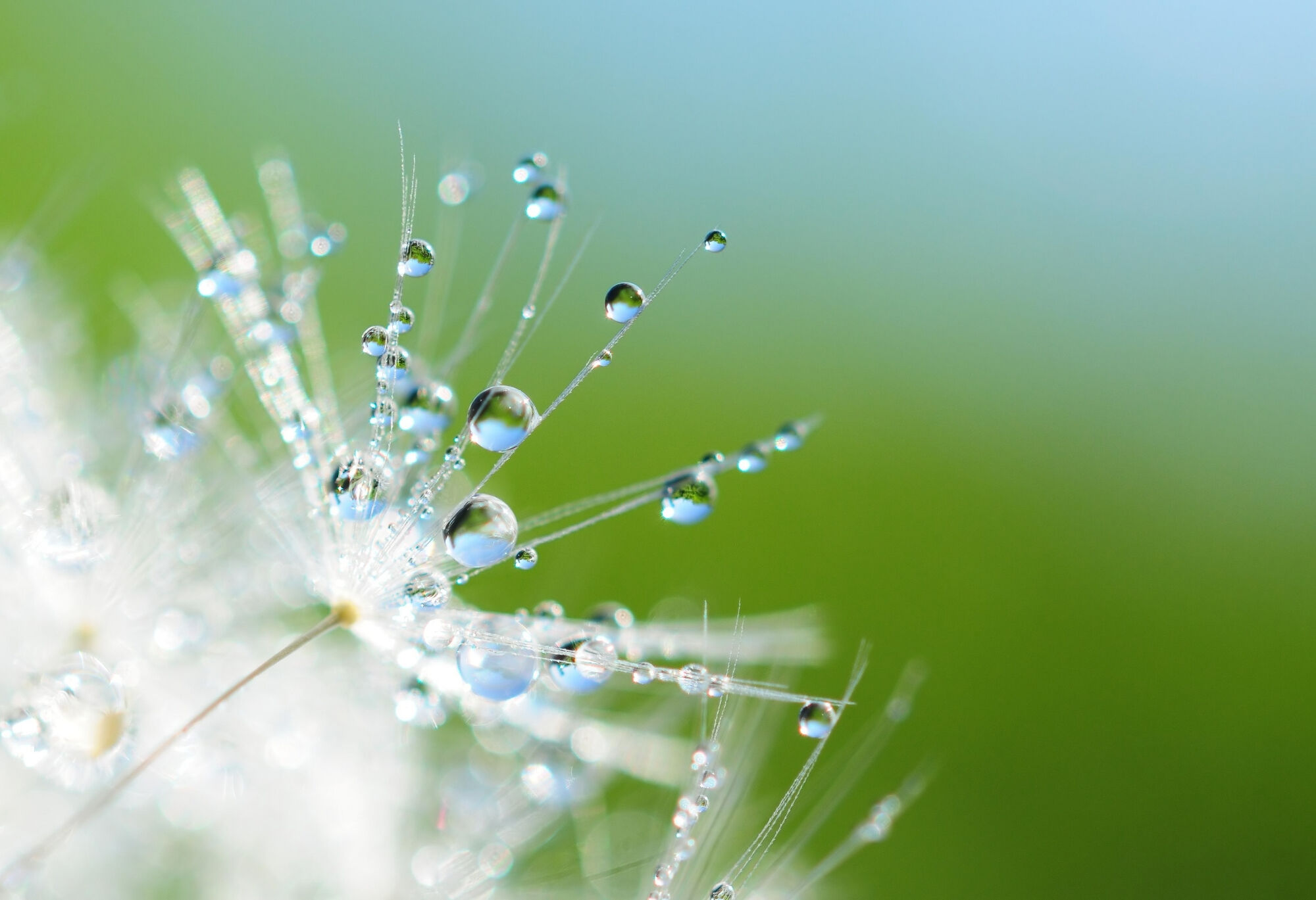 dew drops