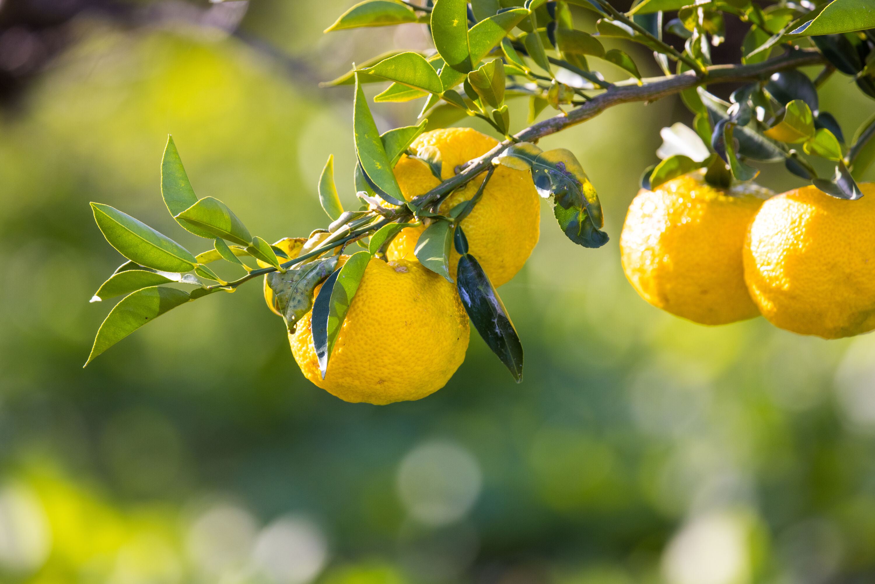 Yuzu