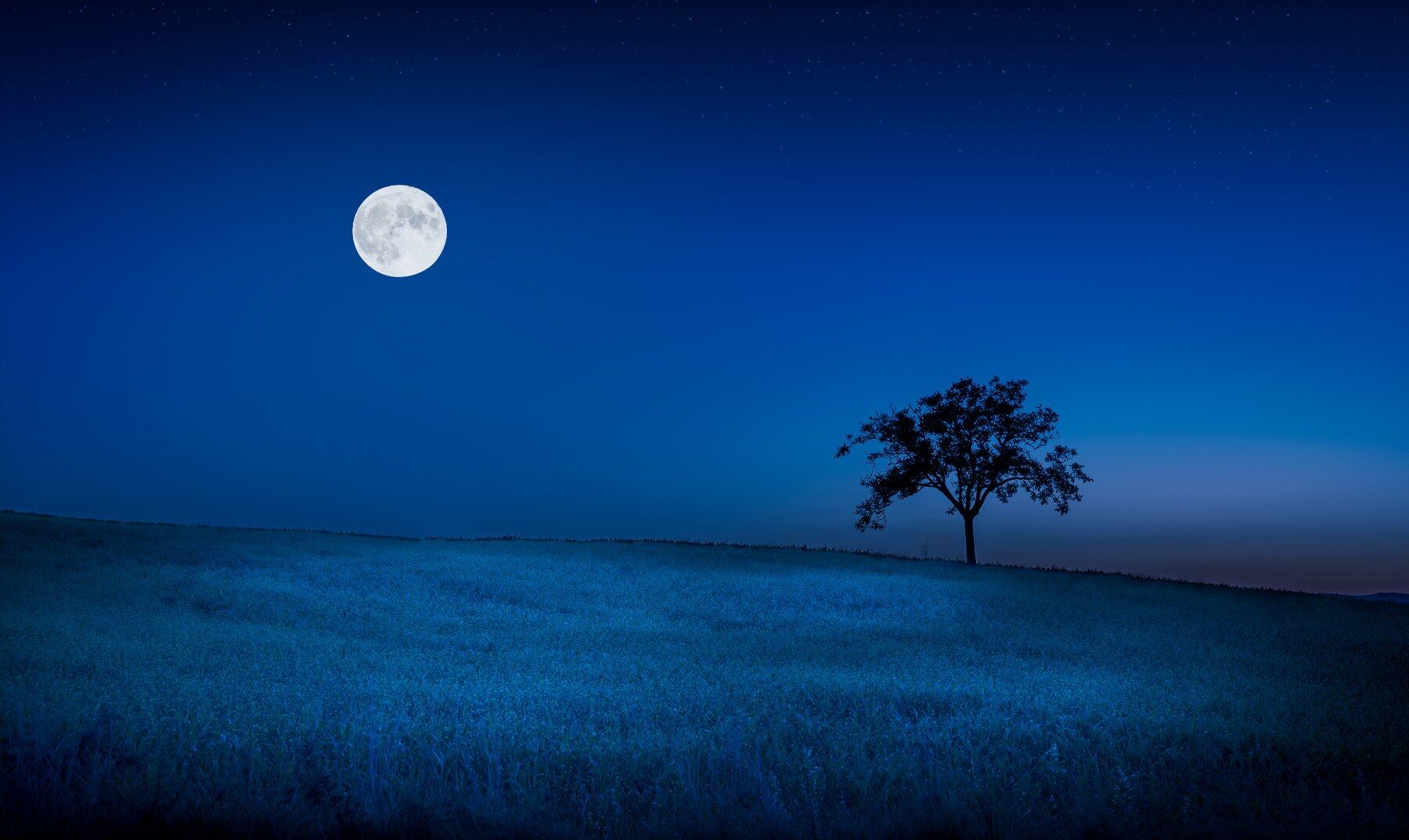 Moonlight in a field with a single, solitary tree
