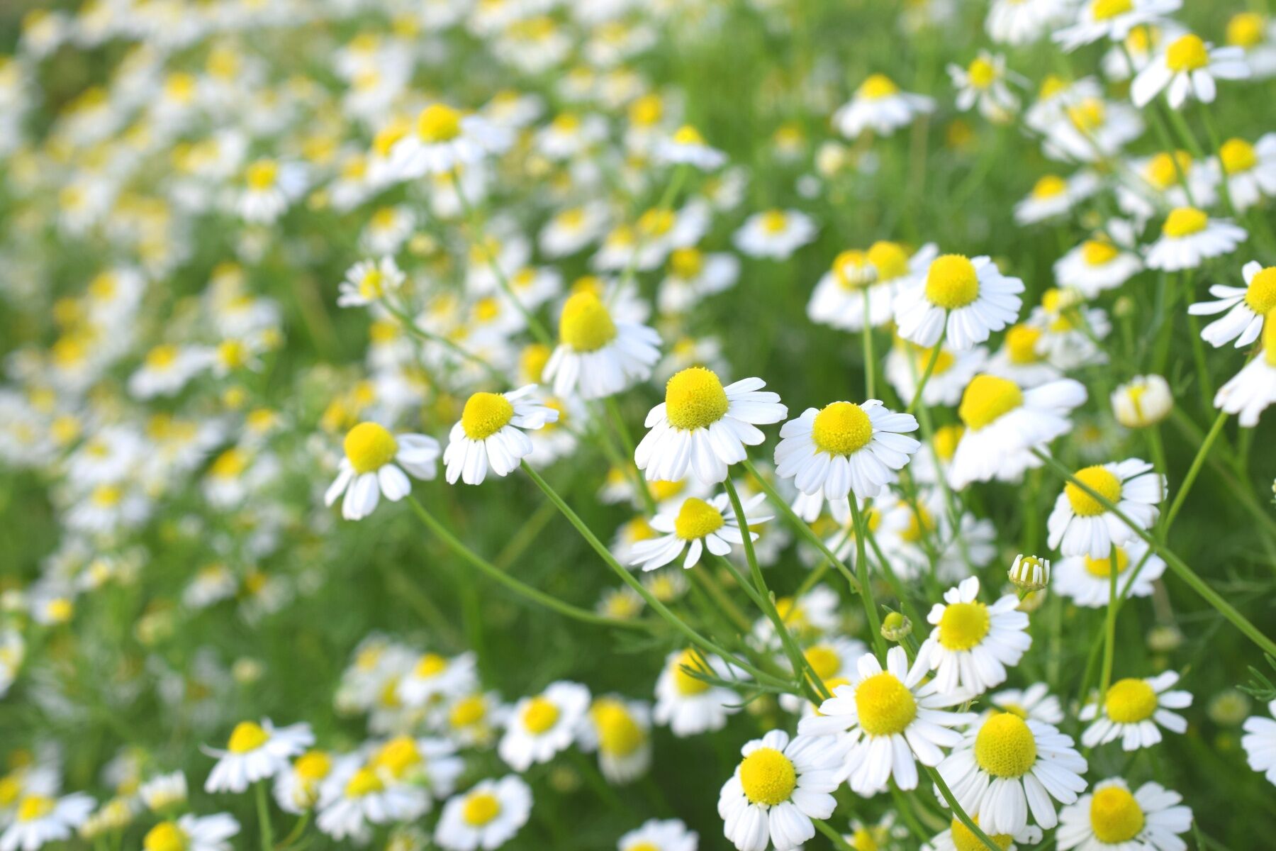 A field of chamomile