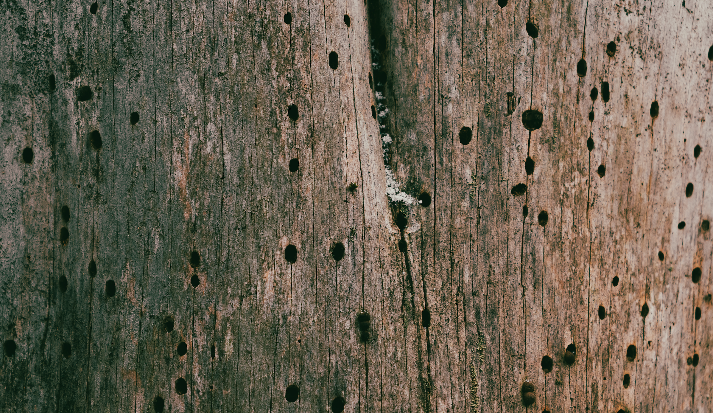 Spectral Doorway: Knock Three Times for D.S. & Durga’s Underworldly Scent