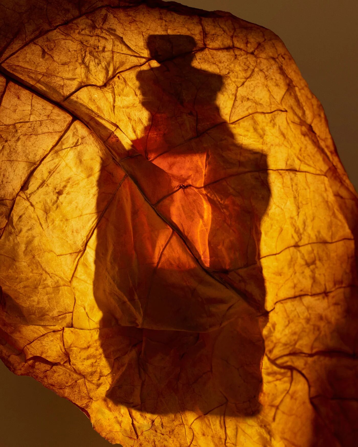 Havana Gold Dries Van Noten