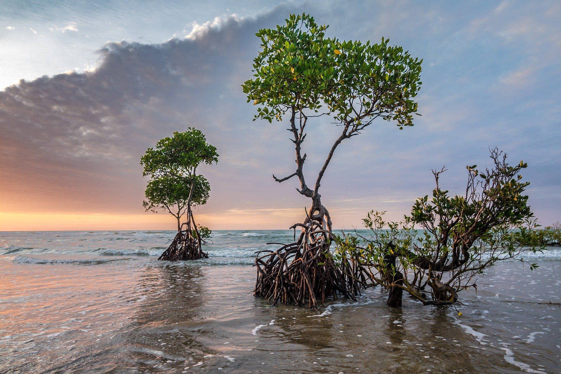 mangroves at the sunset