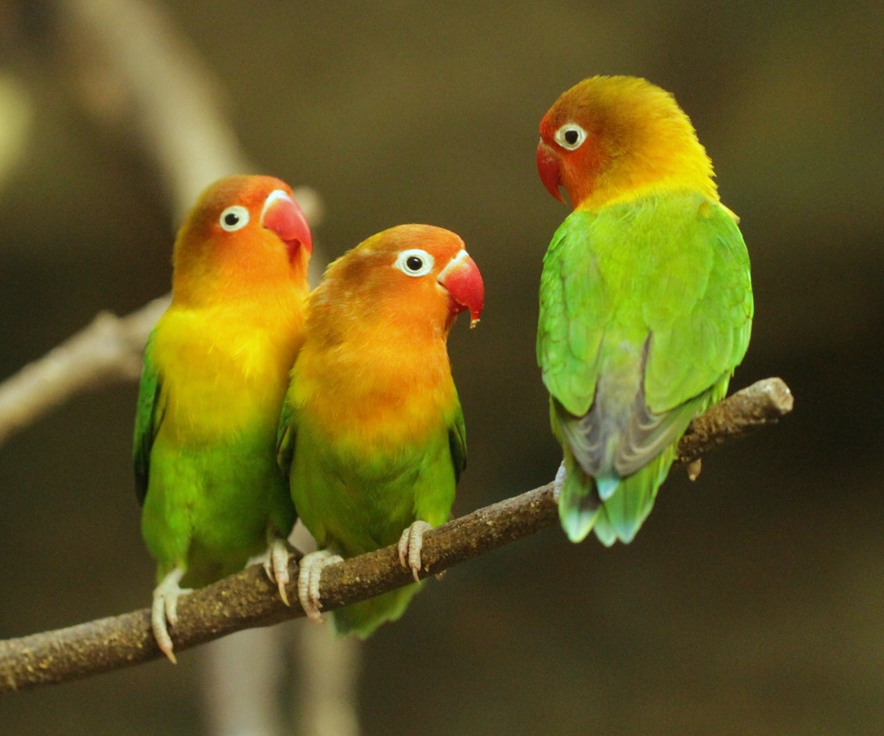 lovebirds in the zoo