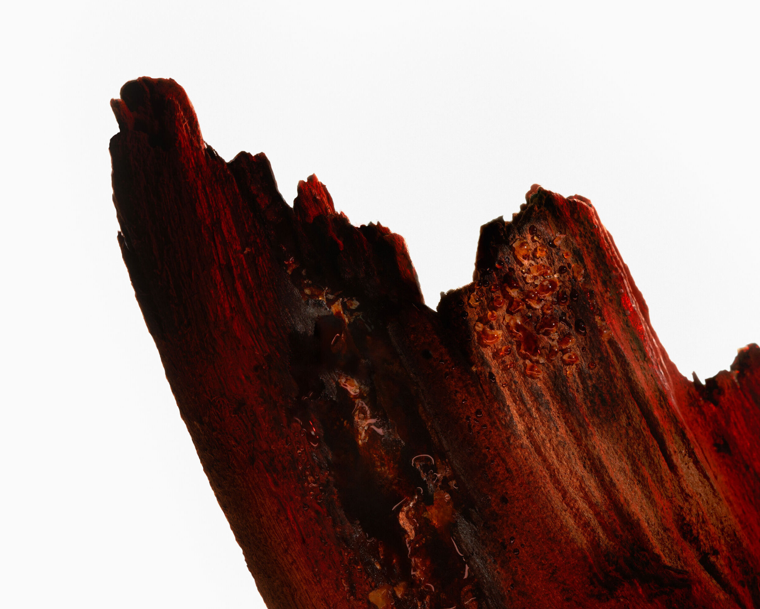 Spiky Muse: How Ex Nihilo Gave Rose an Edge