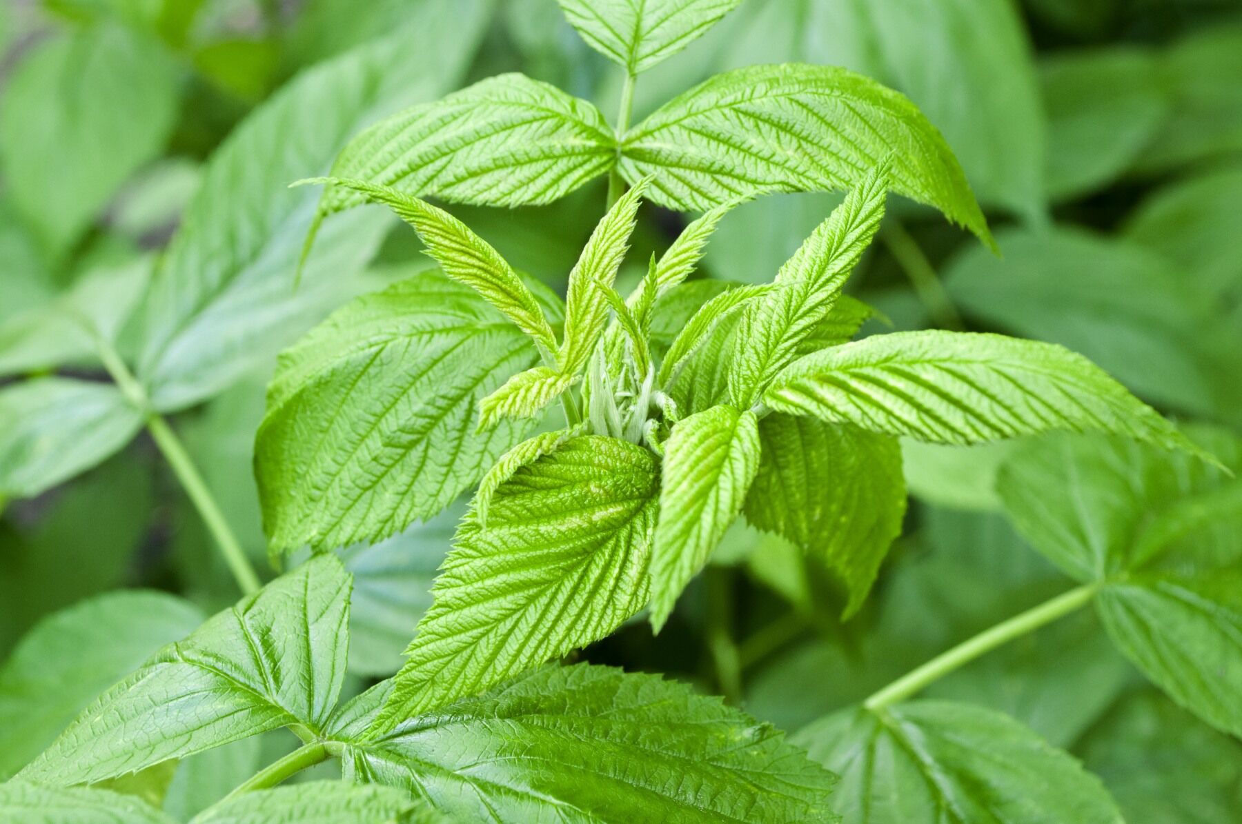 Raspberry leaves