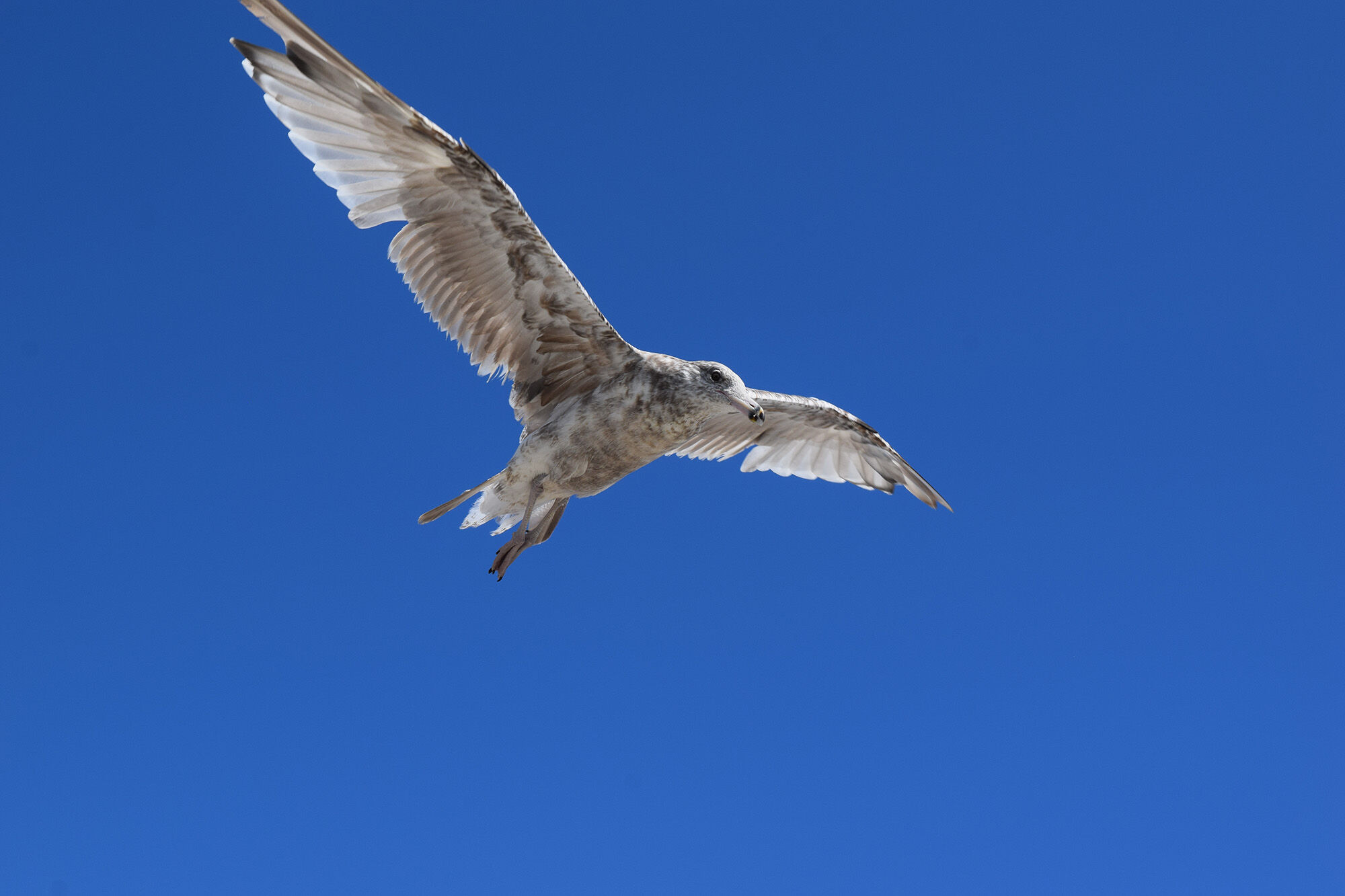 A herring gull in summer in New England.