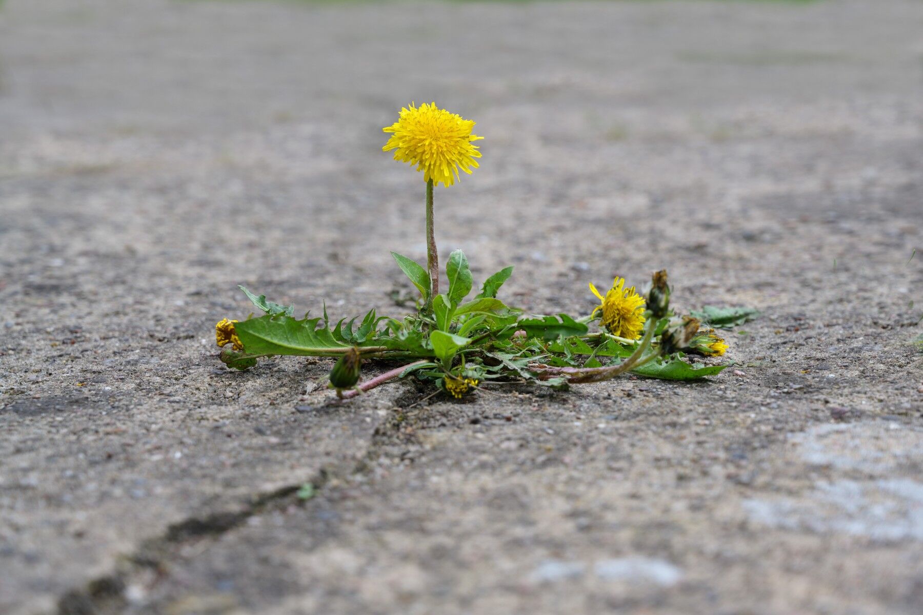A dandelion flower growing through a crack in some concrete