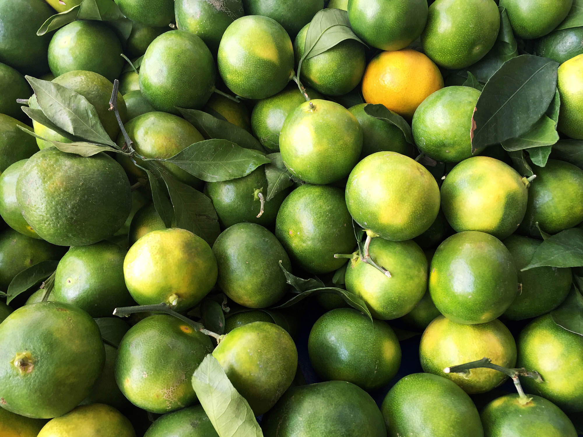 Green mandarins in a pile.