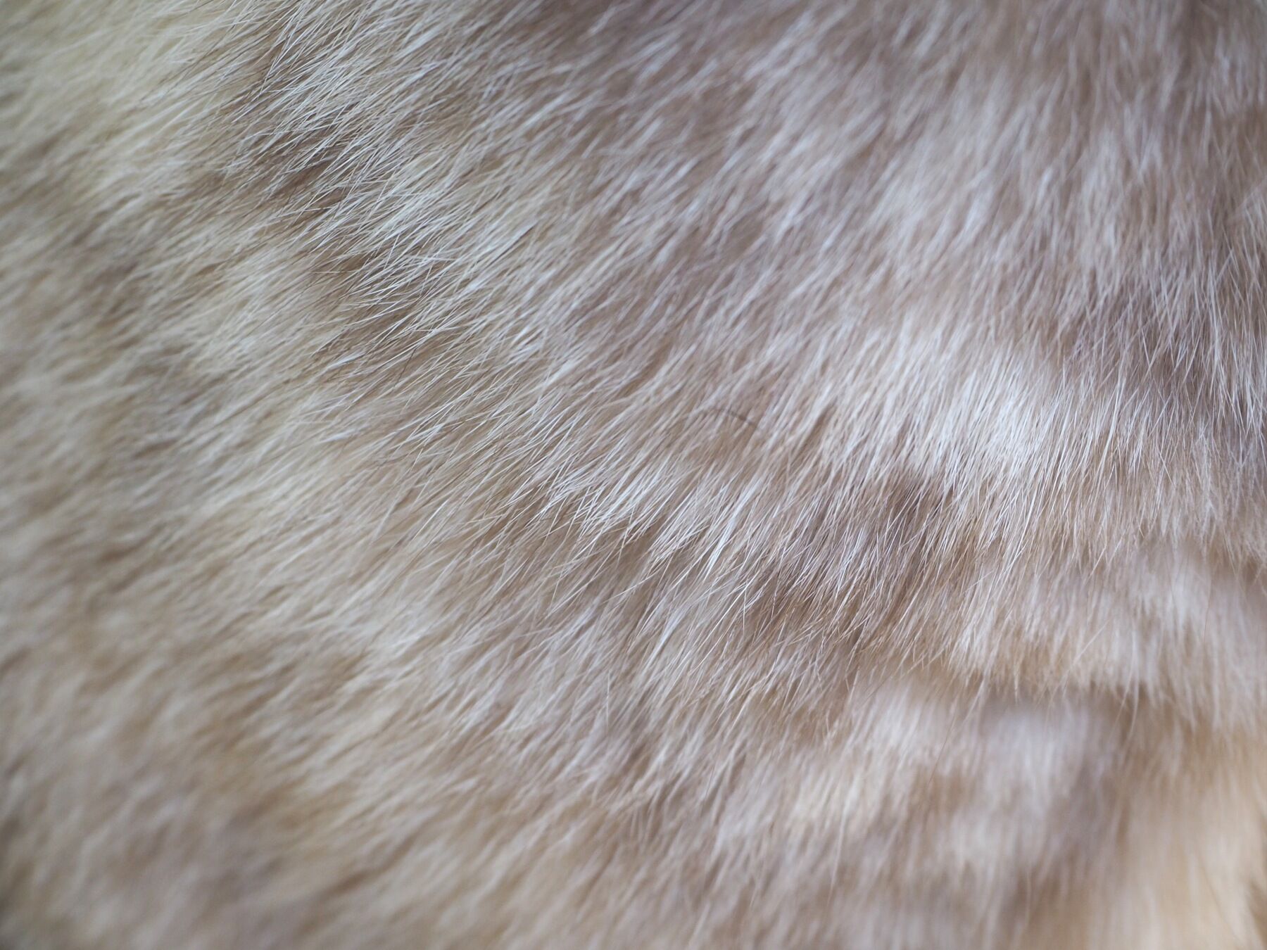 Silky cat fur in muted colours